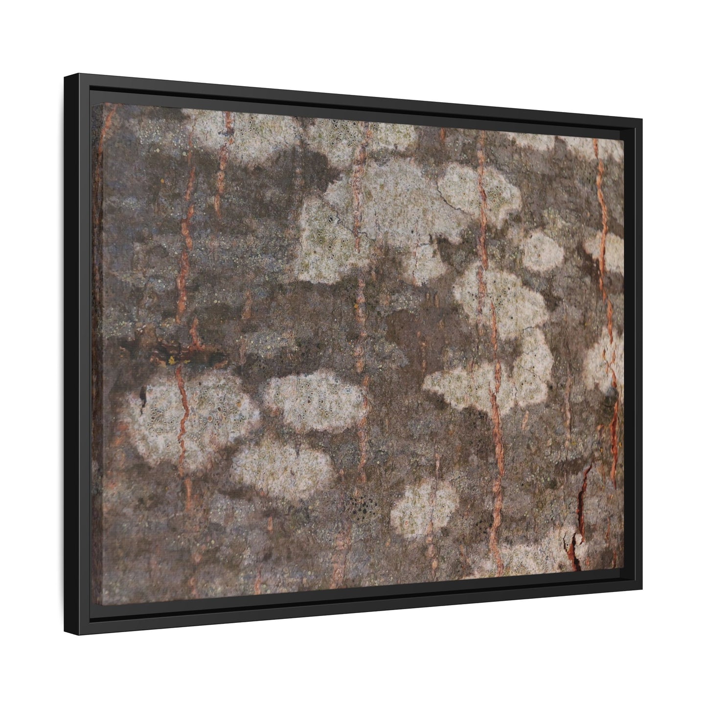 Lichen's Legacy - Unique Stretched Canvas Wall Art