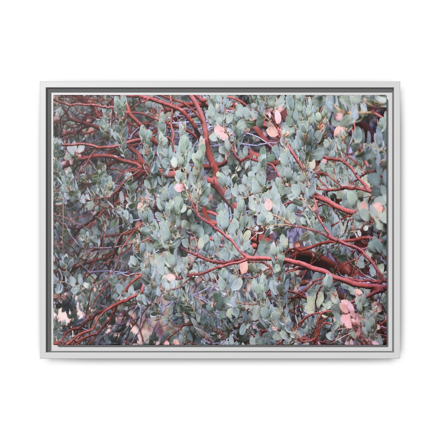Whispers of Sage - Unique Stretched Canvas Wall Art
