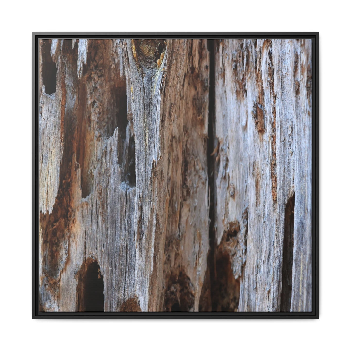 Decaying Splendor - Unique Stretched Canvas Wall Art