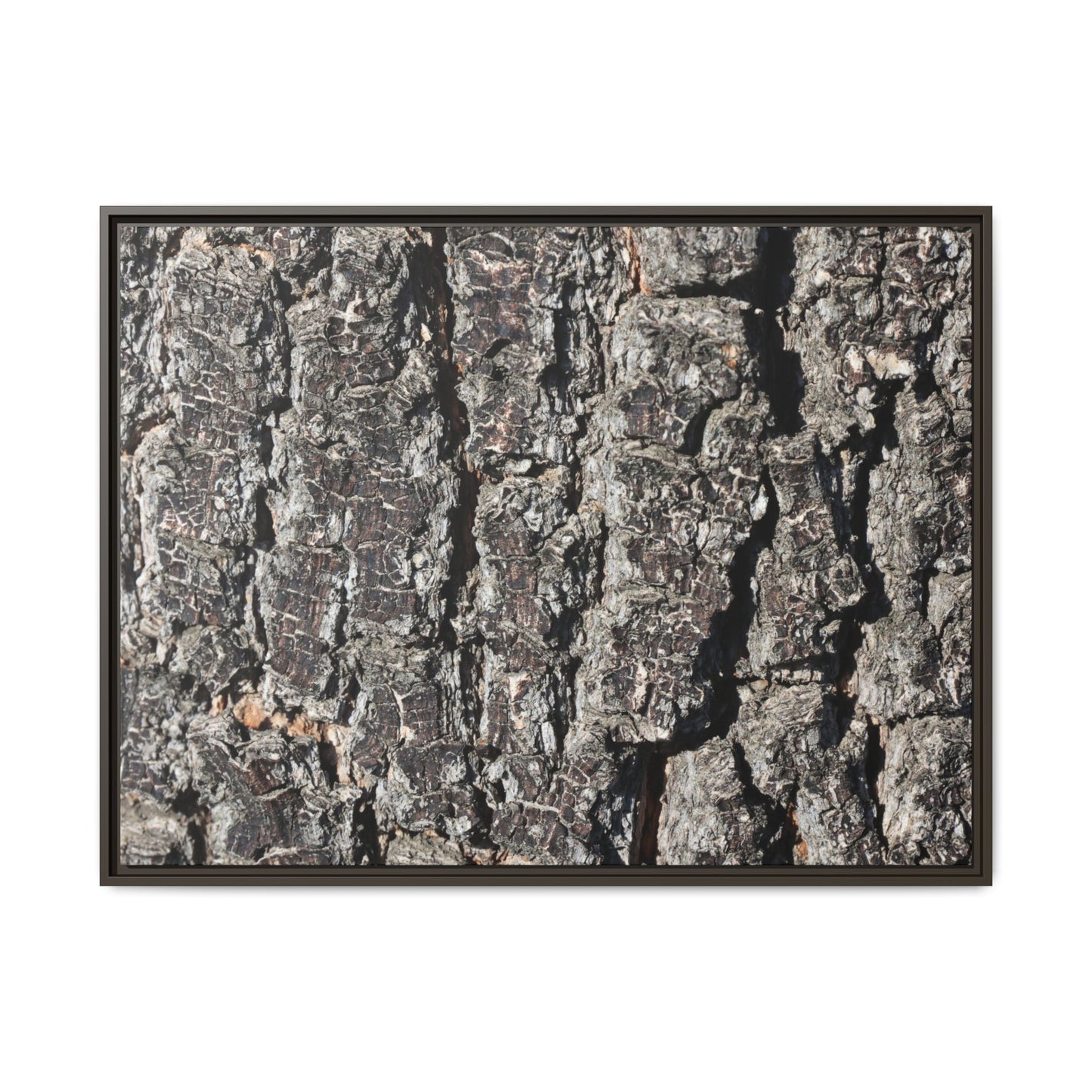 Bark Study in Gray - Unique Stretched Canvas Wall Art
