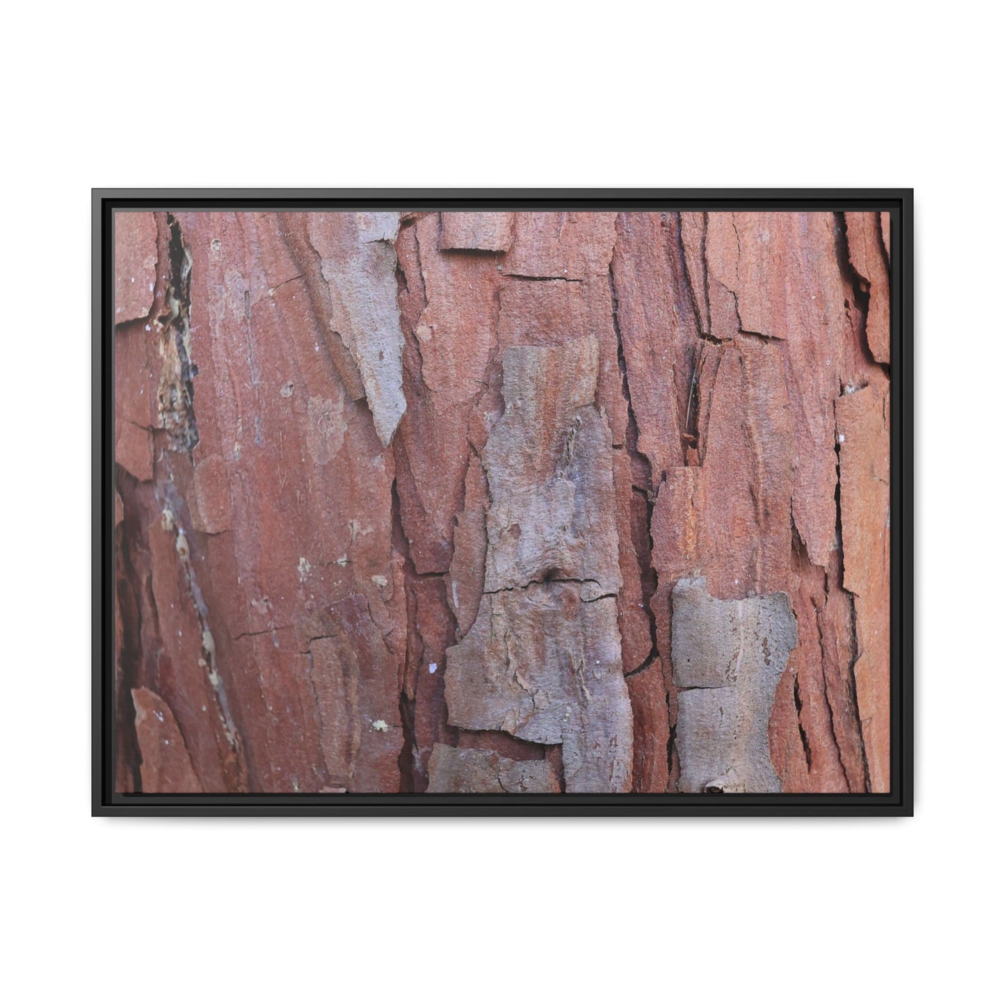 Peeling Bark - Unique Stretched Canvas Wall Art