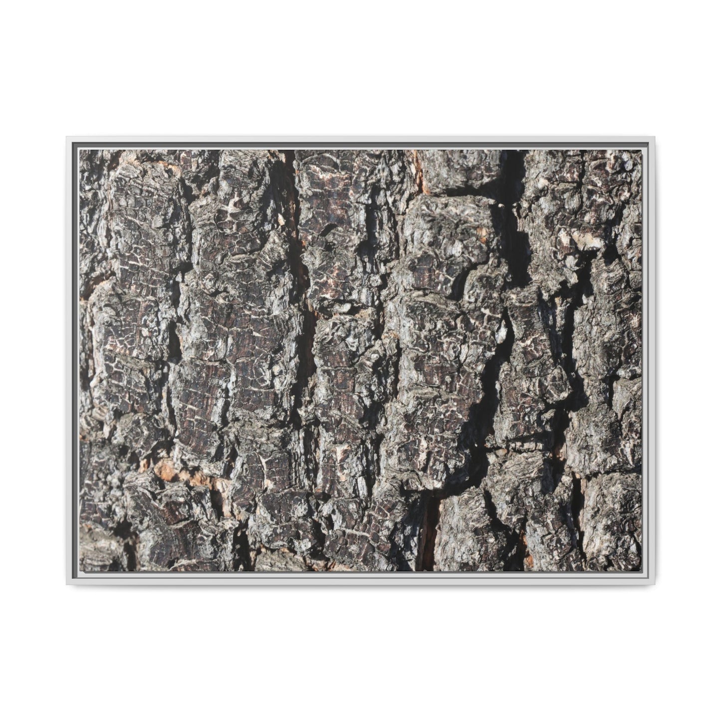 Bark Study in Gray - Unique Stretched Canvas Wall Art