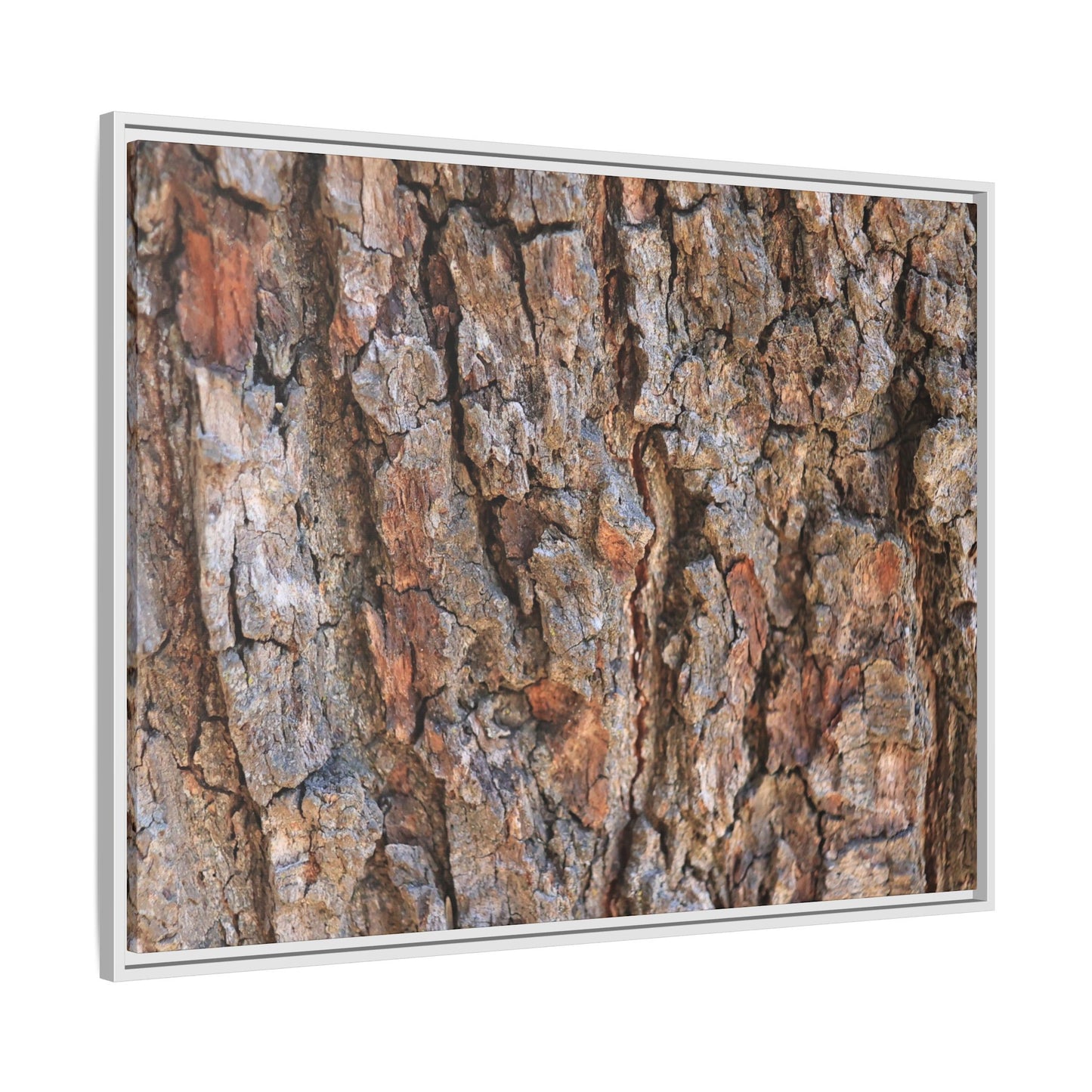 Tree's Timeworn Tale - Unique Stretched Canvas Wall Art
