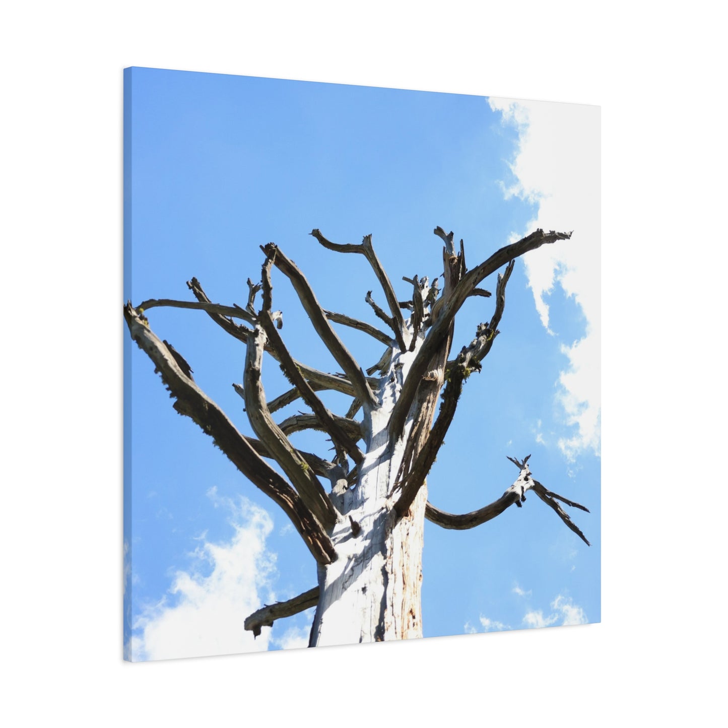 Skeletal Branches Reaching - Unique Frameless Canvas Wall Art