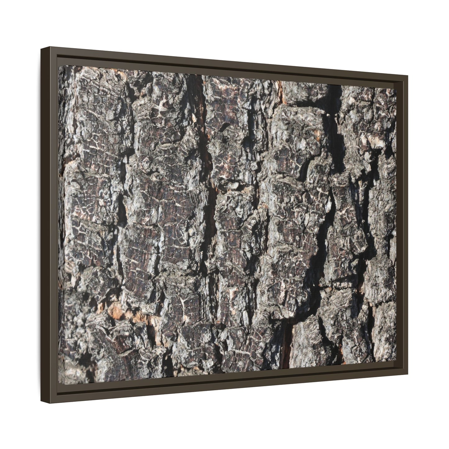 Bark Study in Gray - Unique Stretched Canvas Wall Art