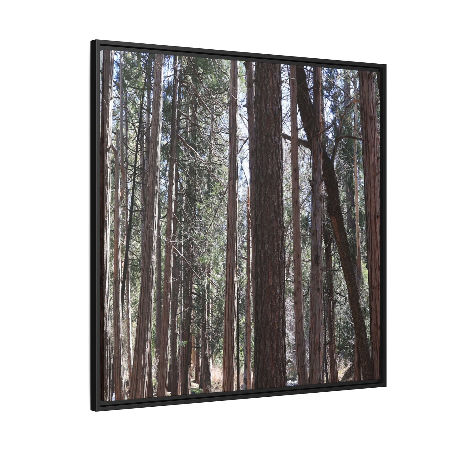 Forest Cathedral - Unique Stretched Canvas Wall Art