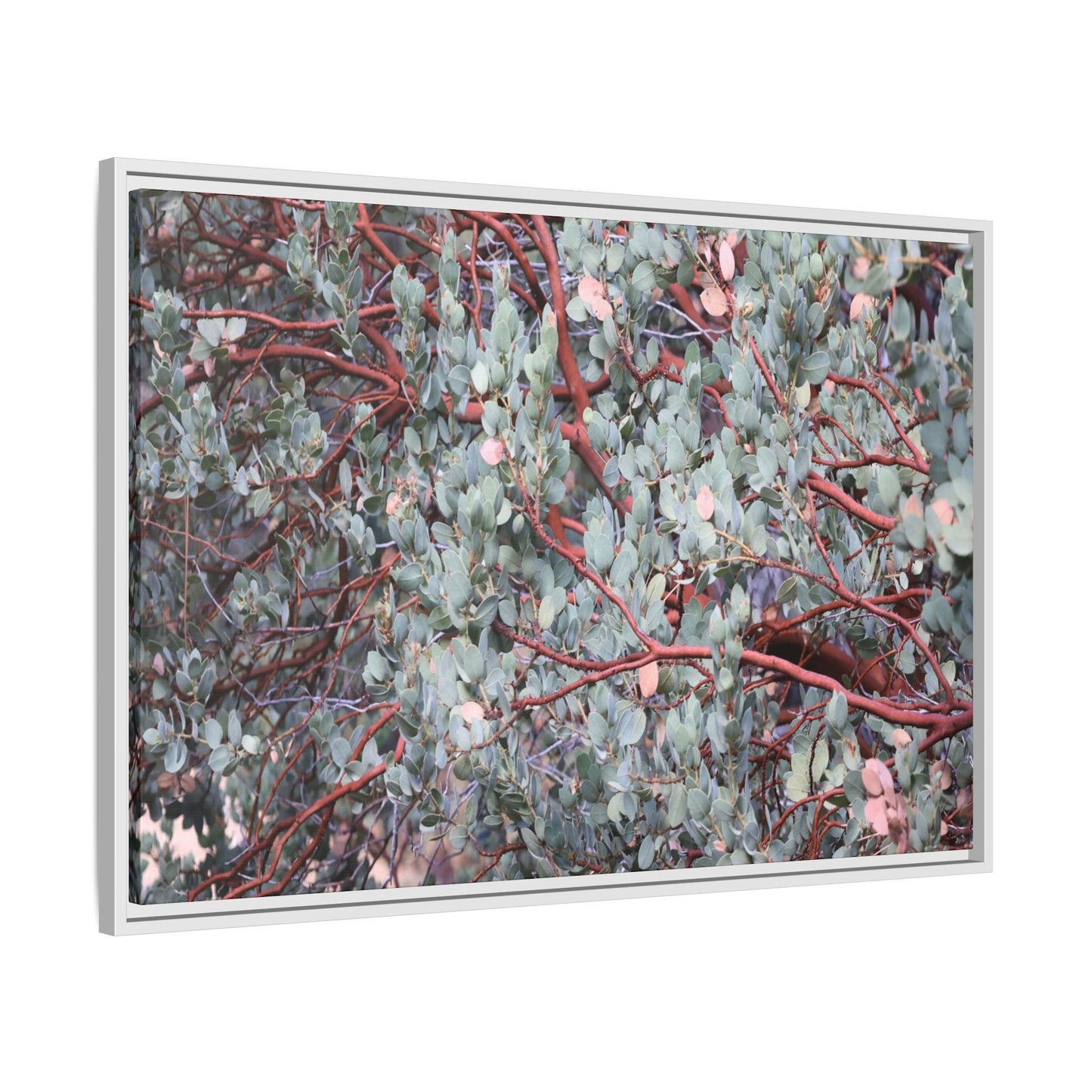 Whispers of Sage - Unique Stretched Canvas Wall Art