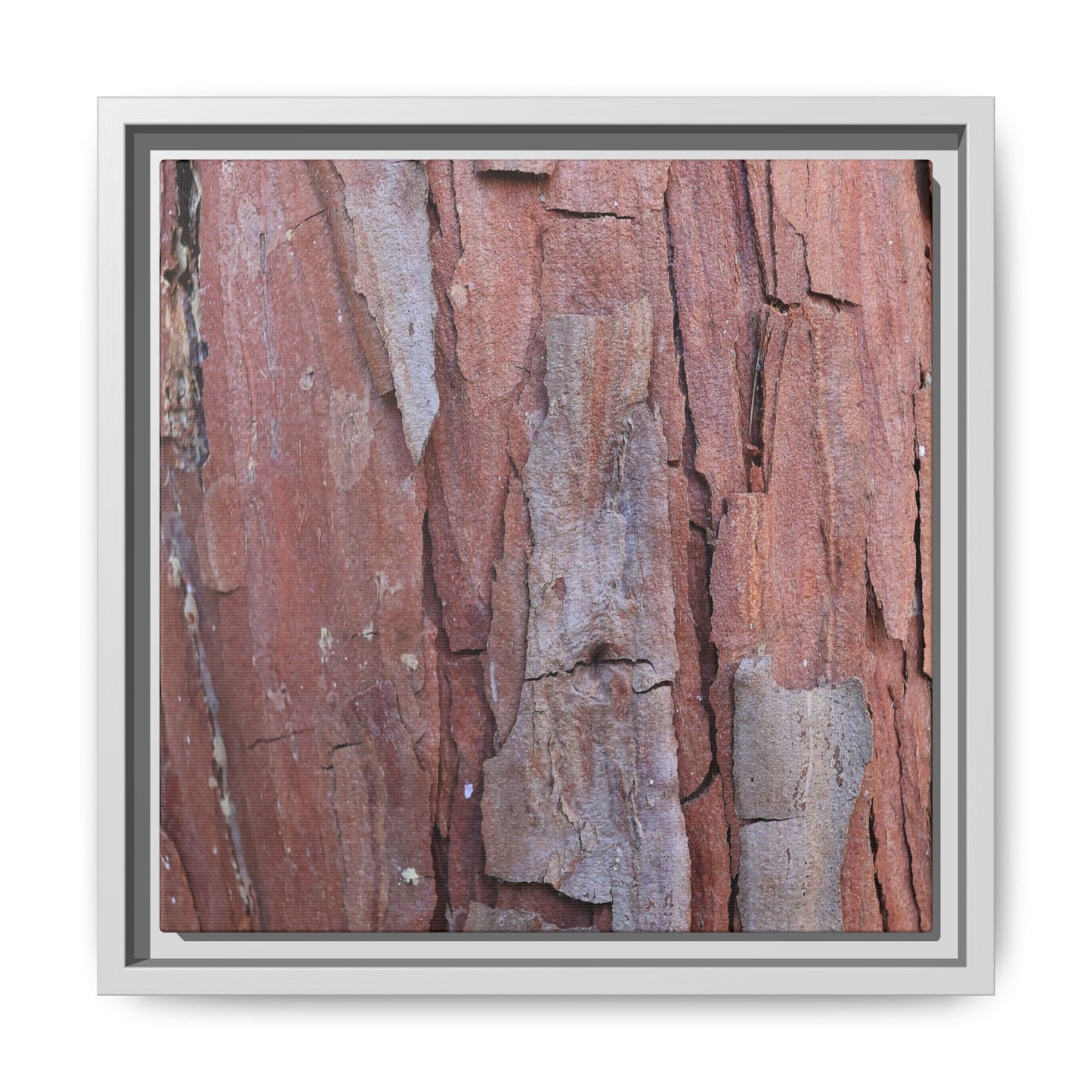 Peeling Bark - Unique Stretched Canvas Wall Art