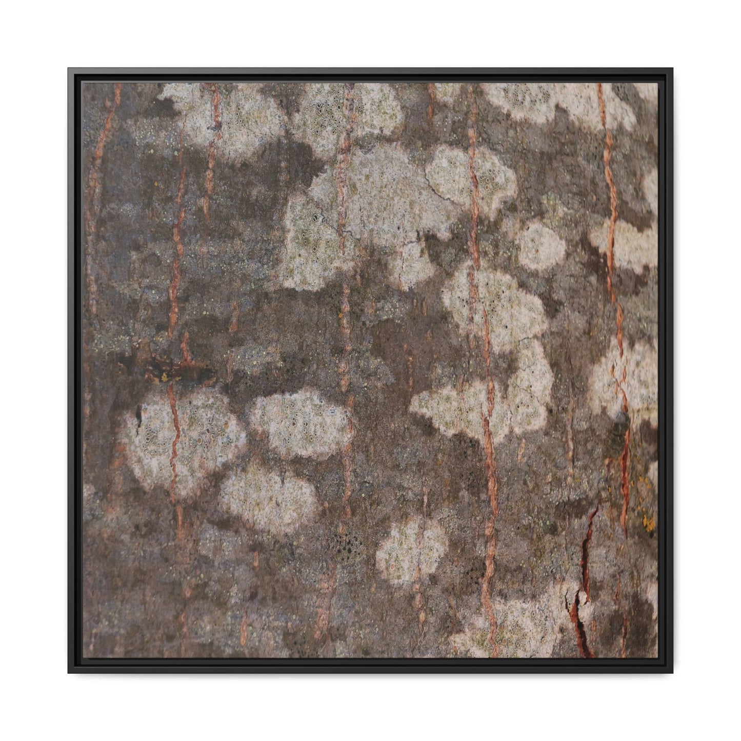 Lichen's Legacy - Unique Stretched Canvas Wall Art