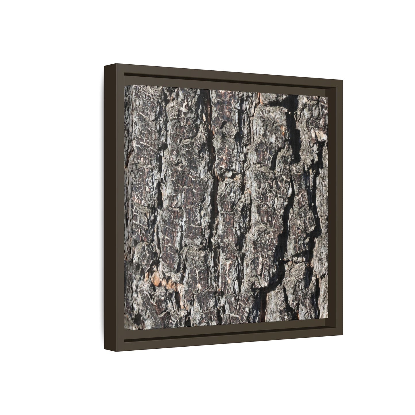 Bark Study in Gray - Unique Stretched Canvas Wall Art