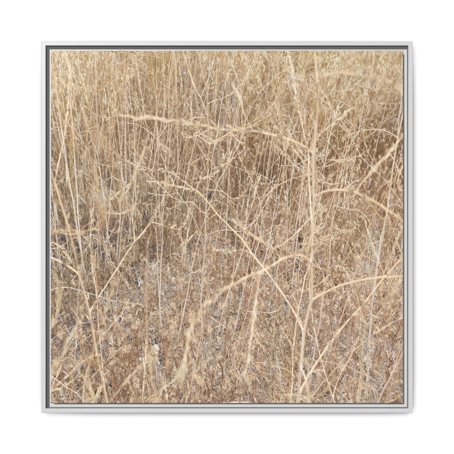 Golden Stalks - Unique Stretched Canvas Wall Art