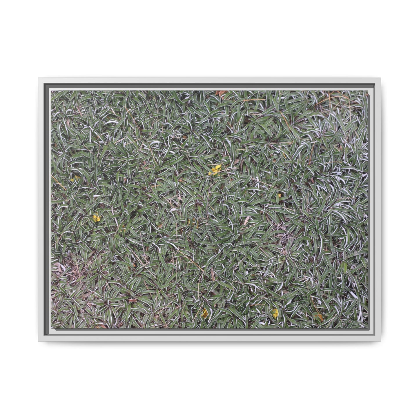 Grassy Texture - Unique Stretched Canvas Wall Art
