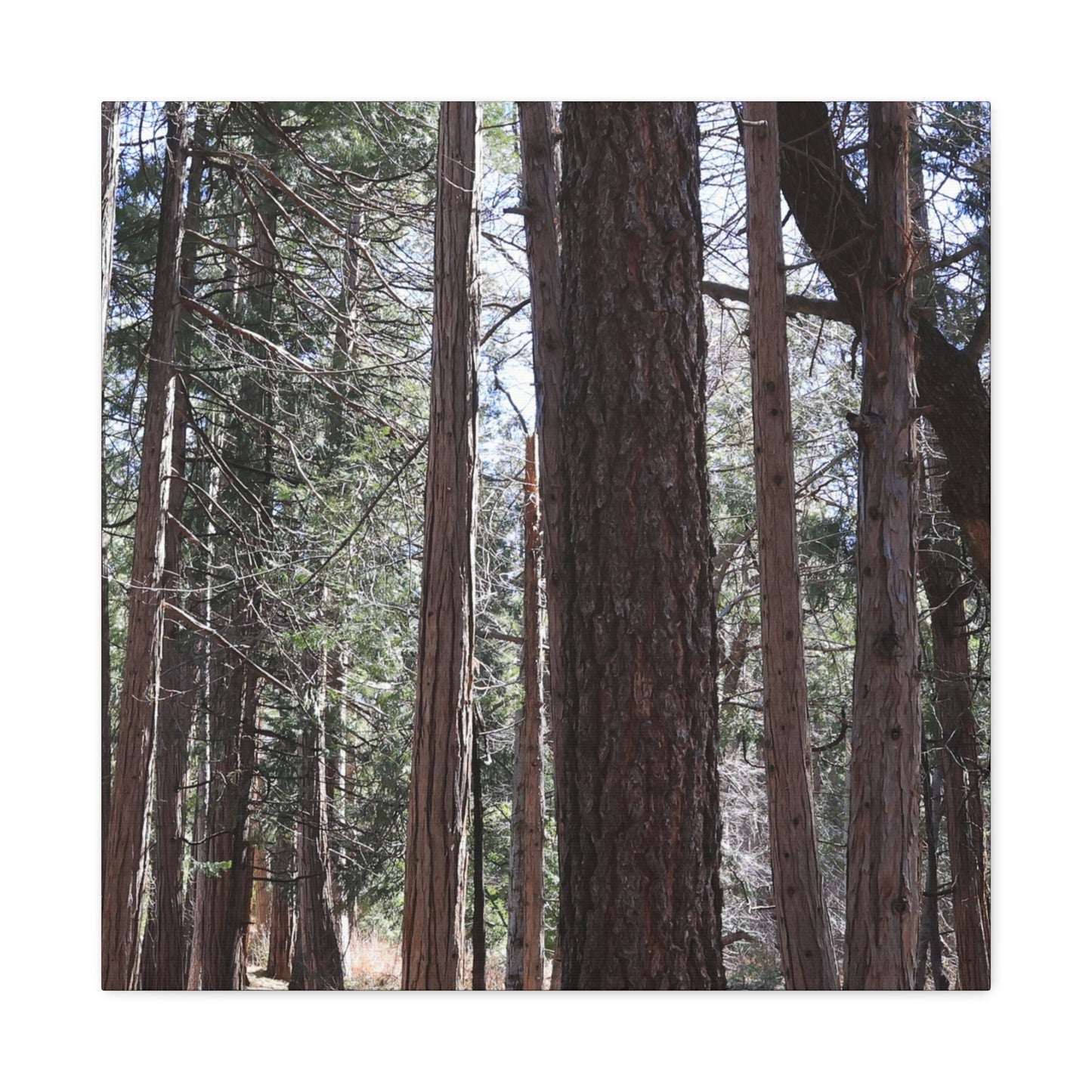 Vertical Sentinels - Unique Frameless Canvas Wall Art