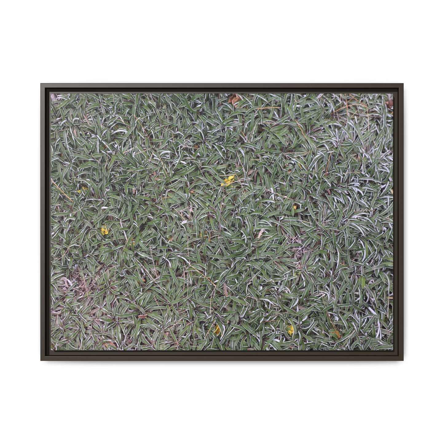 Grassy Texture - Unique Stretched Canvas Wall Art