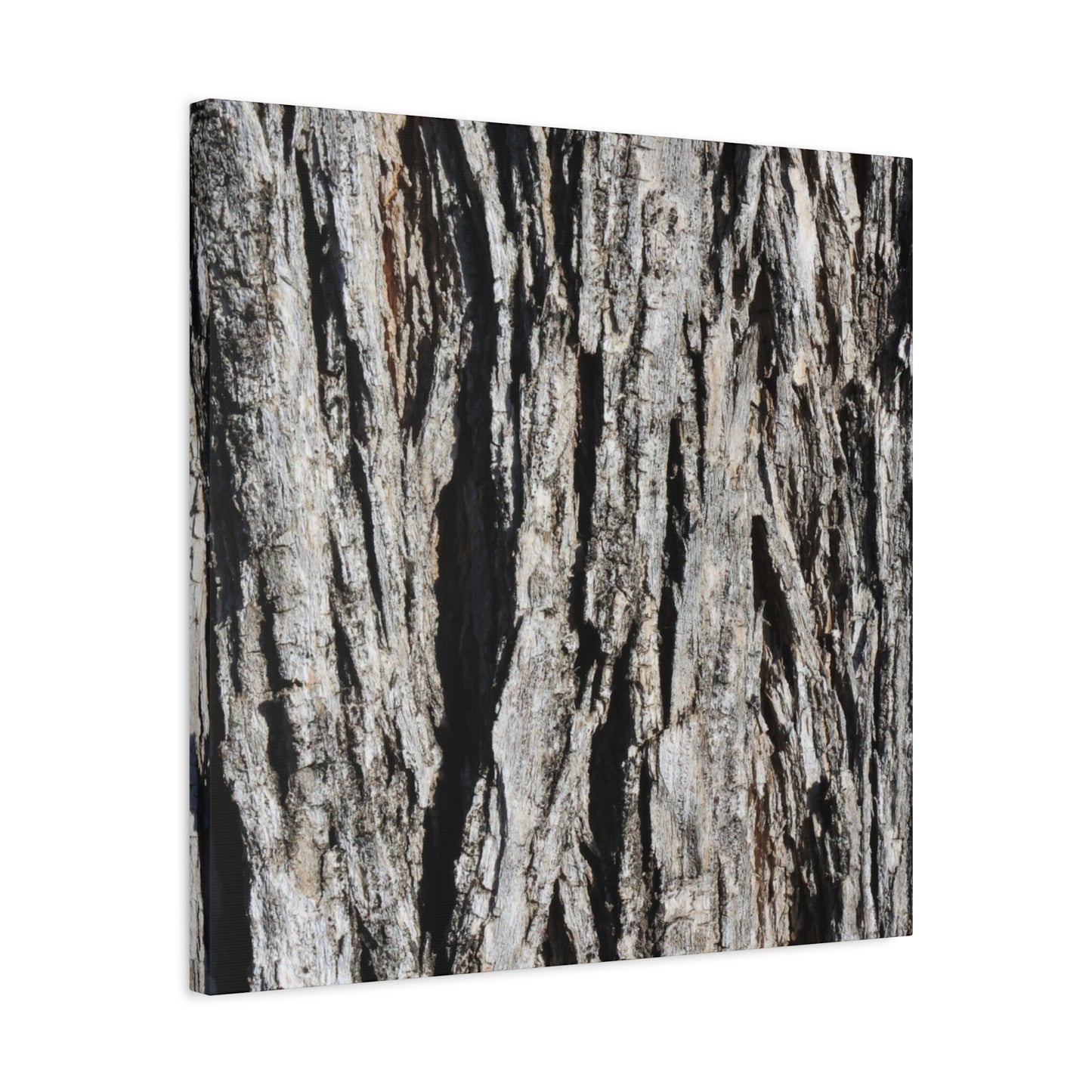 Bark Textures in Monochrome - Unique Frameless Canvas Wall Art
