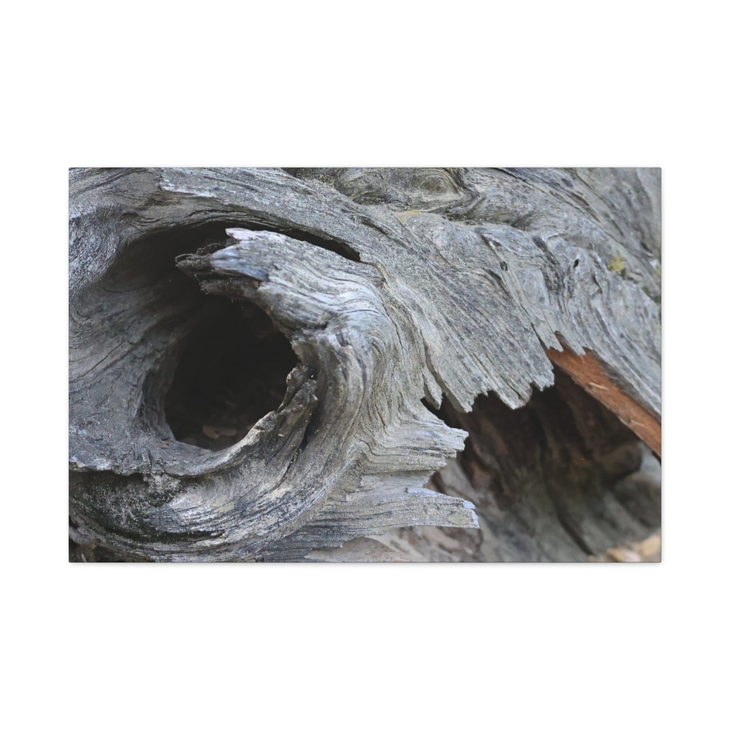 Twisted Whispers of the Forest Floor - Unique Frameless Canvas Wall Art