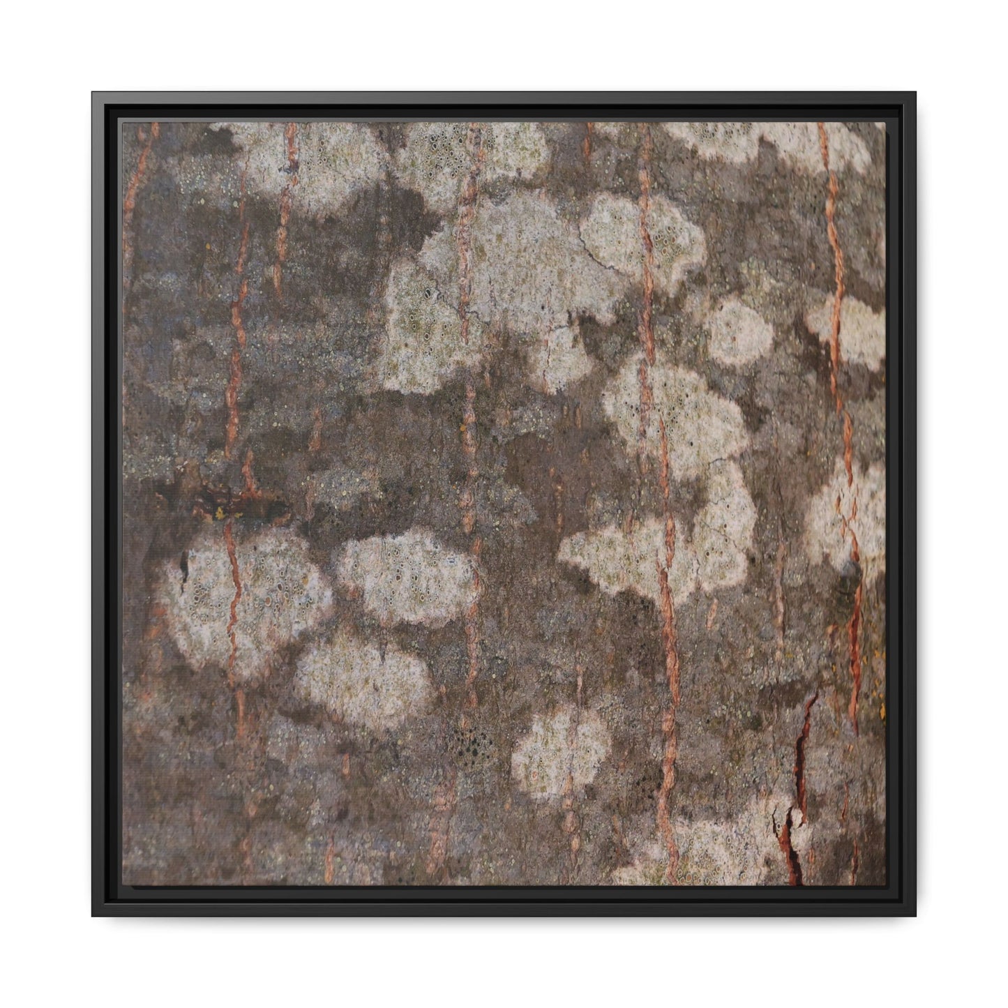 Lichen's Legacy - Unique Stretched Canvas Wall Art