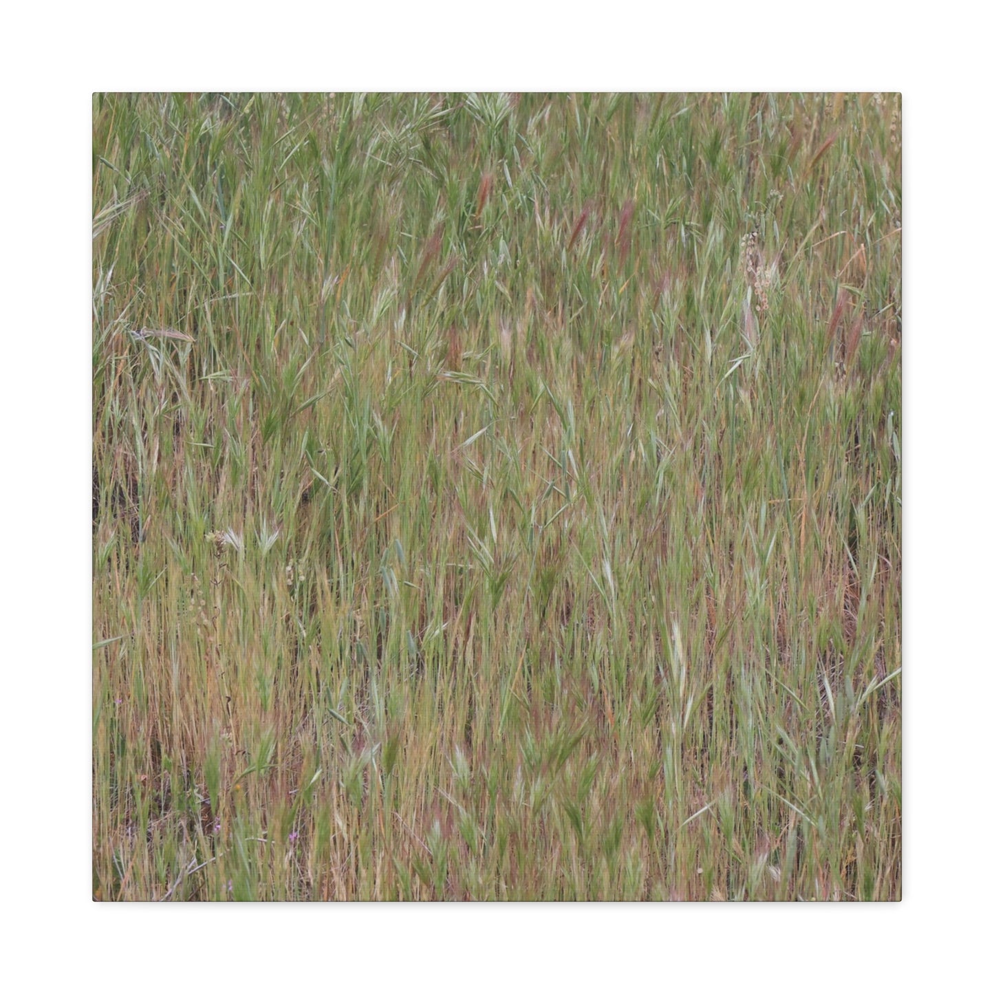 Whispers of the Prairie - Unique Frameless Canvas Wall Art