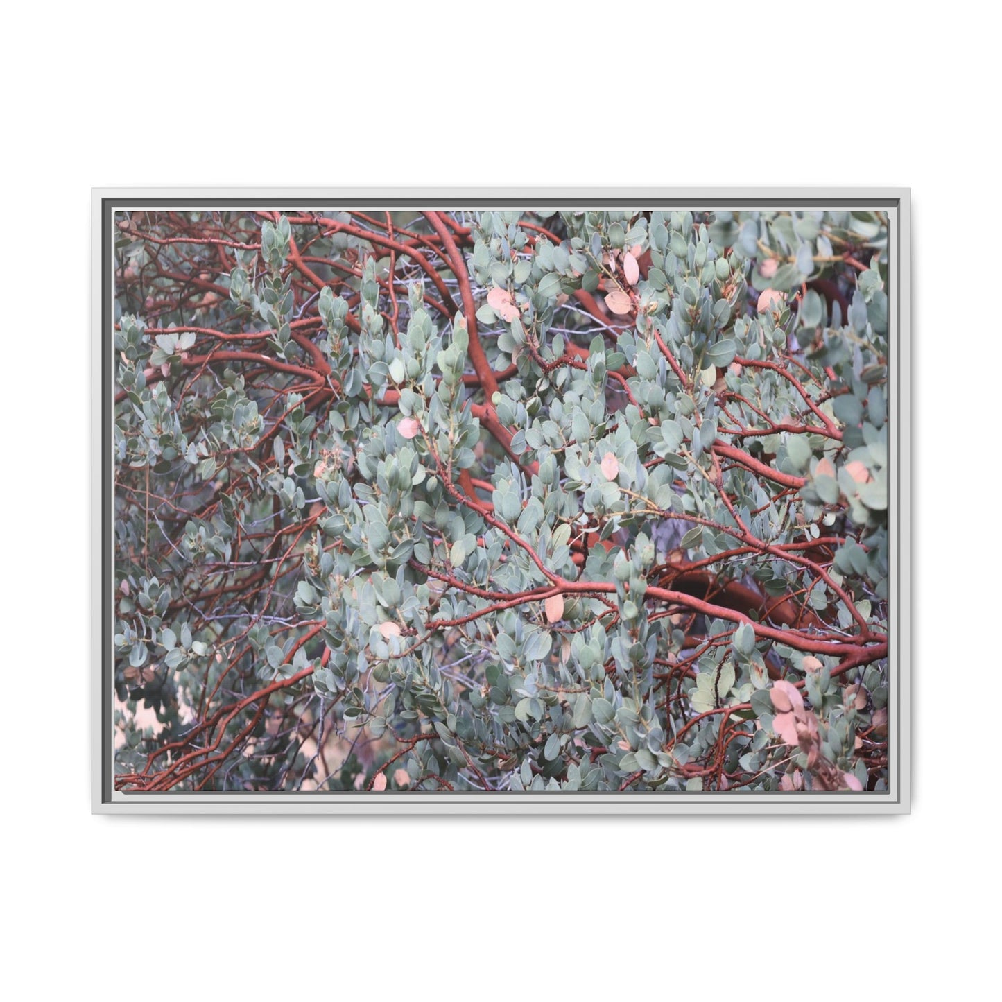 Whispers of Sage - Unique Stretched Canvas Wall Art