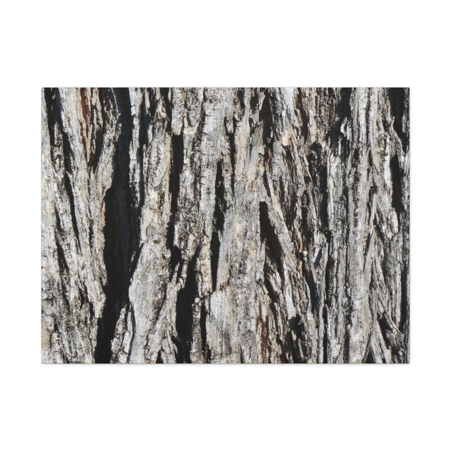 Bark Layers in Monochrome - Unique Frameless Canvas Wall Art