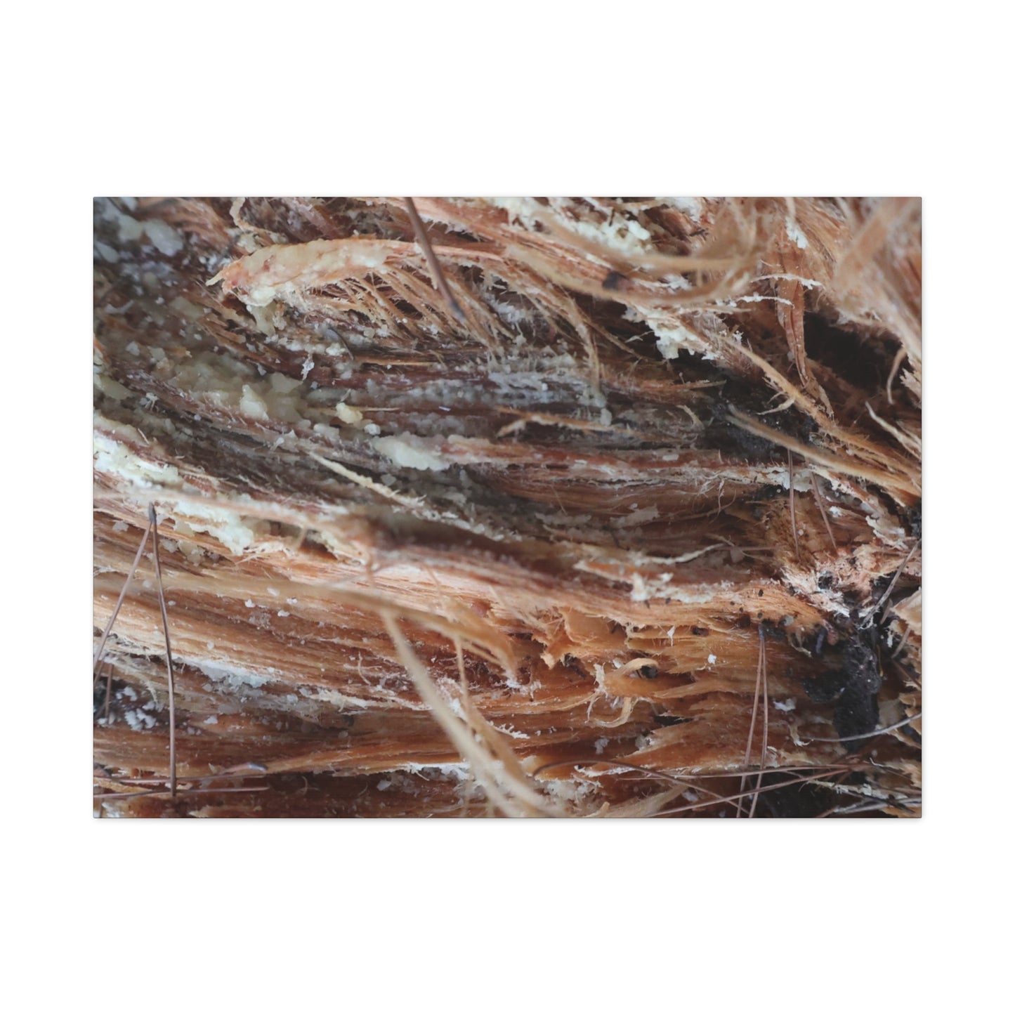 Decaying Whispers - Unique Frameless Canvas Wall Art