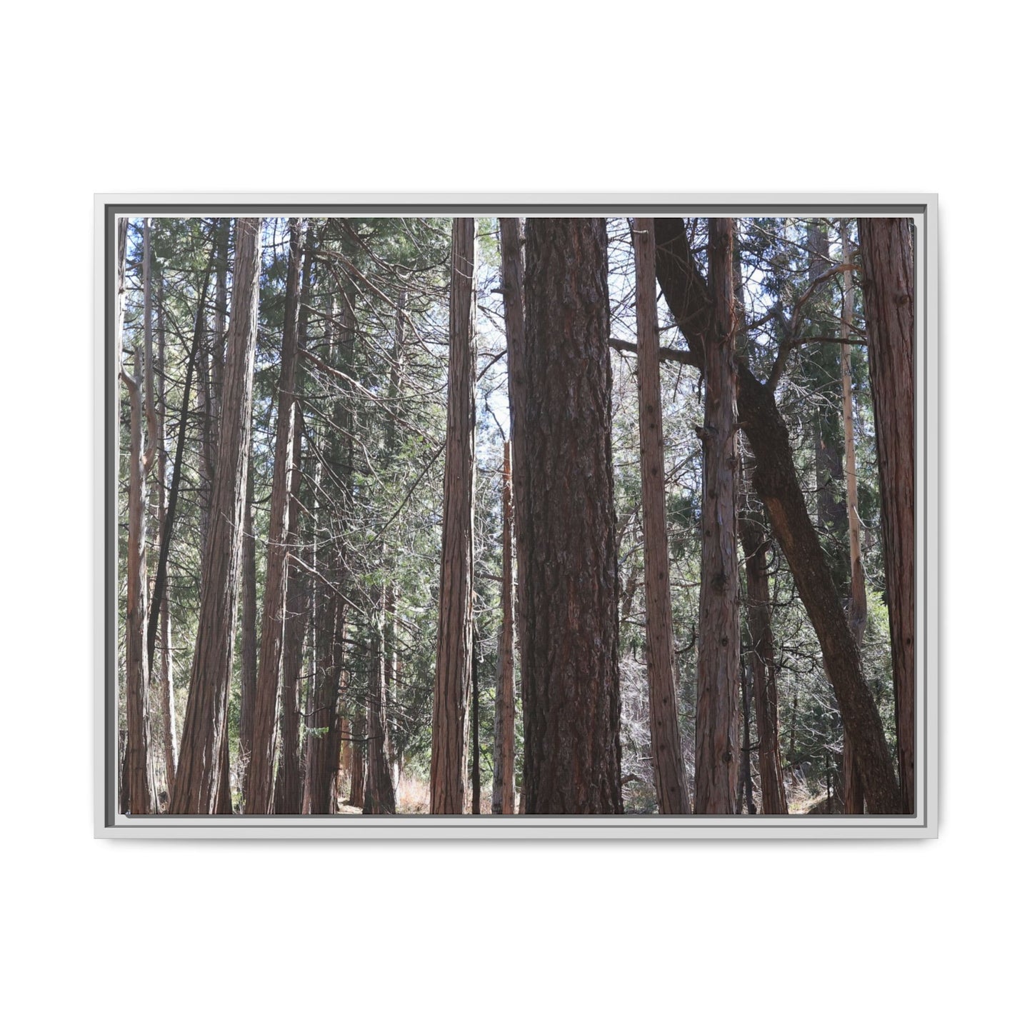 Forest Cathedral - Unique Stretched Canvas Wall Art