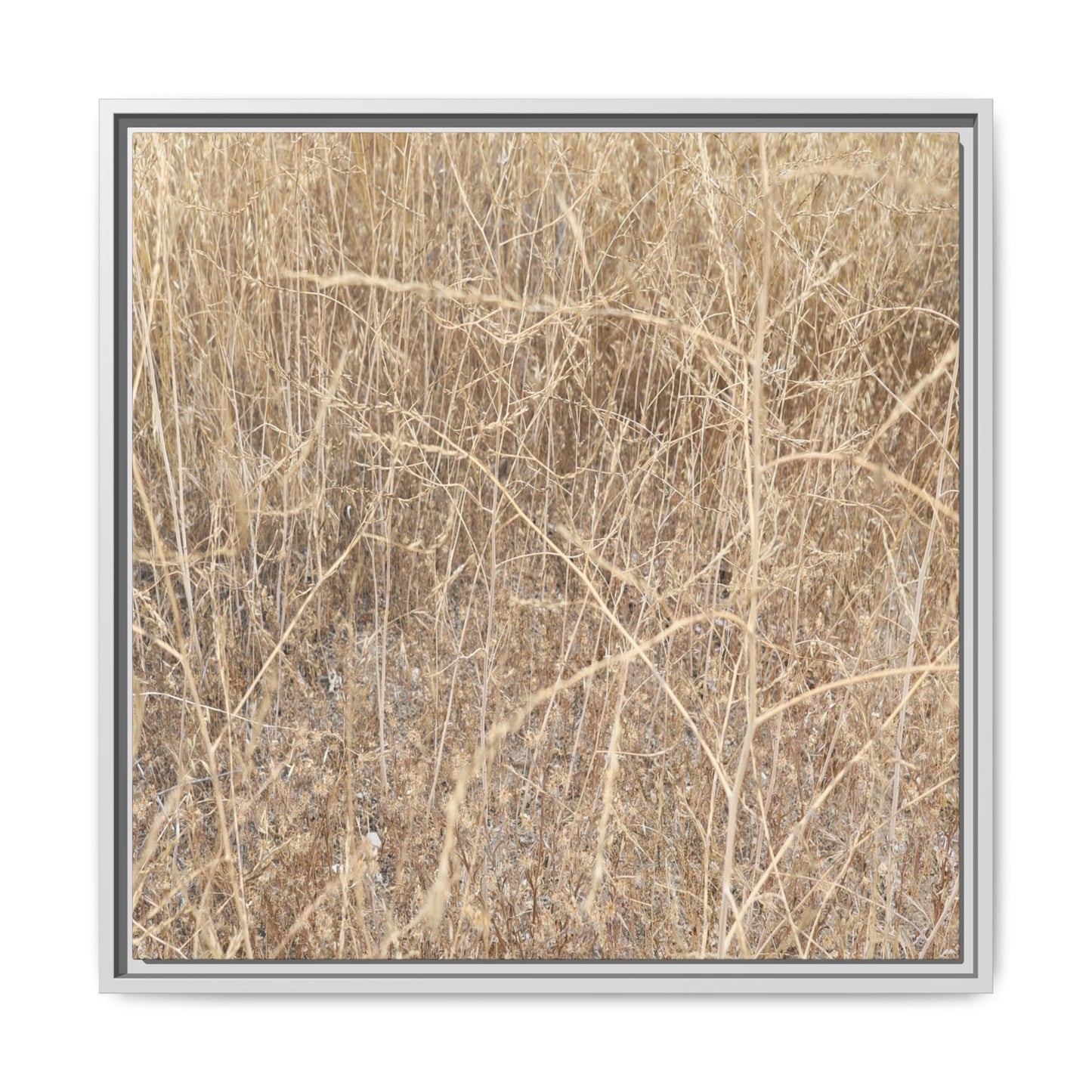 Golden Stalks - Unique Stretched Canvas Wall Art