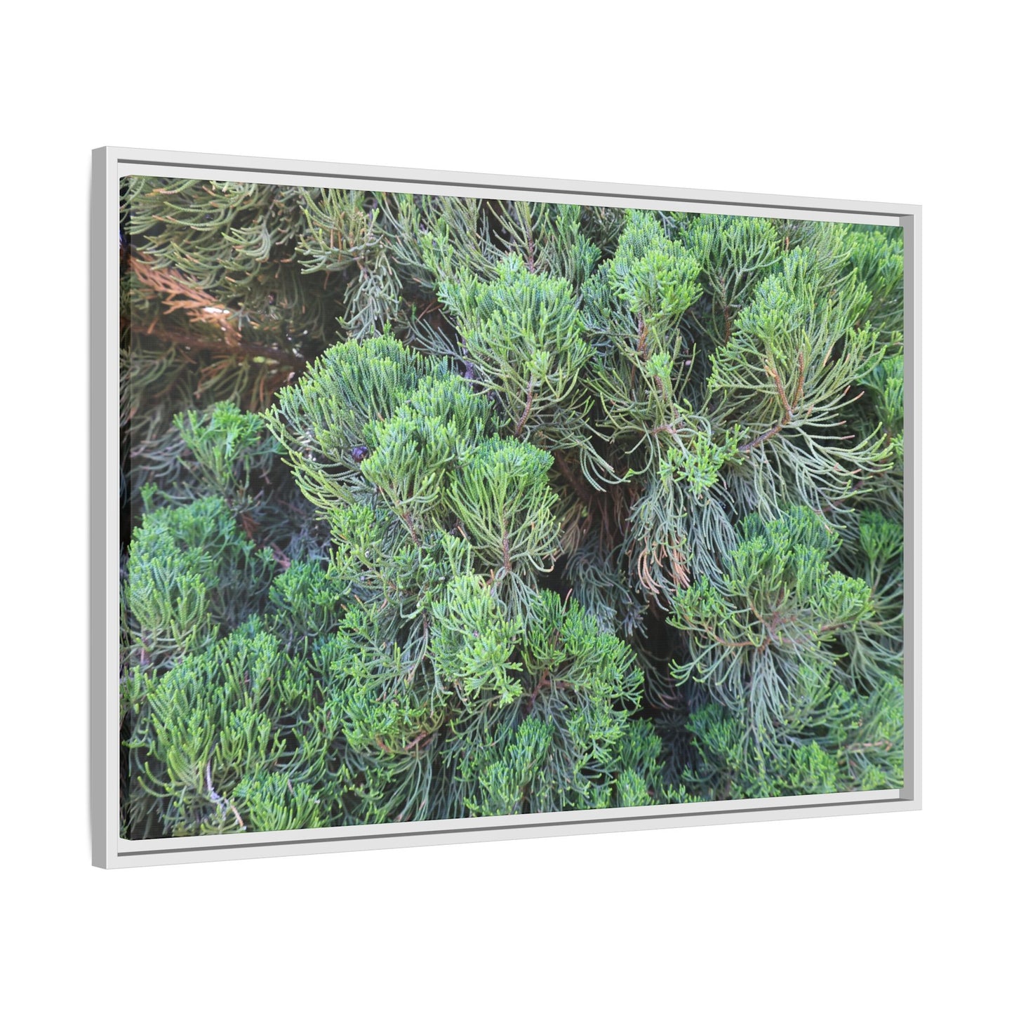 Verdant Whispers - Unique Stretched Canvas Wall Art