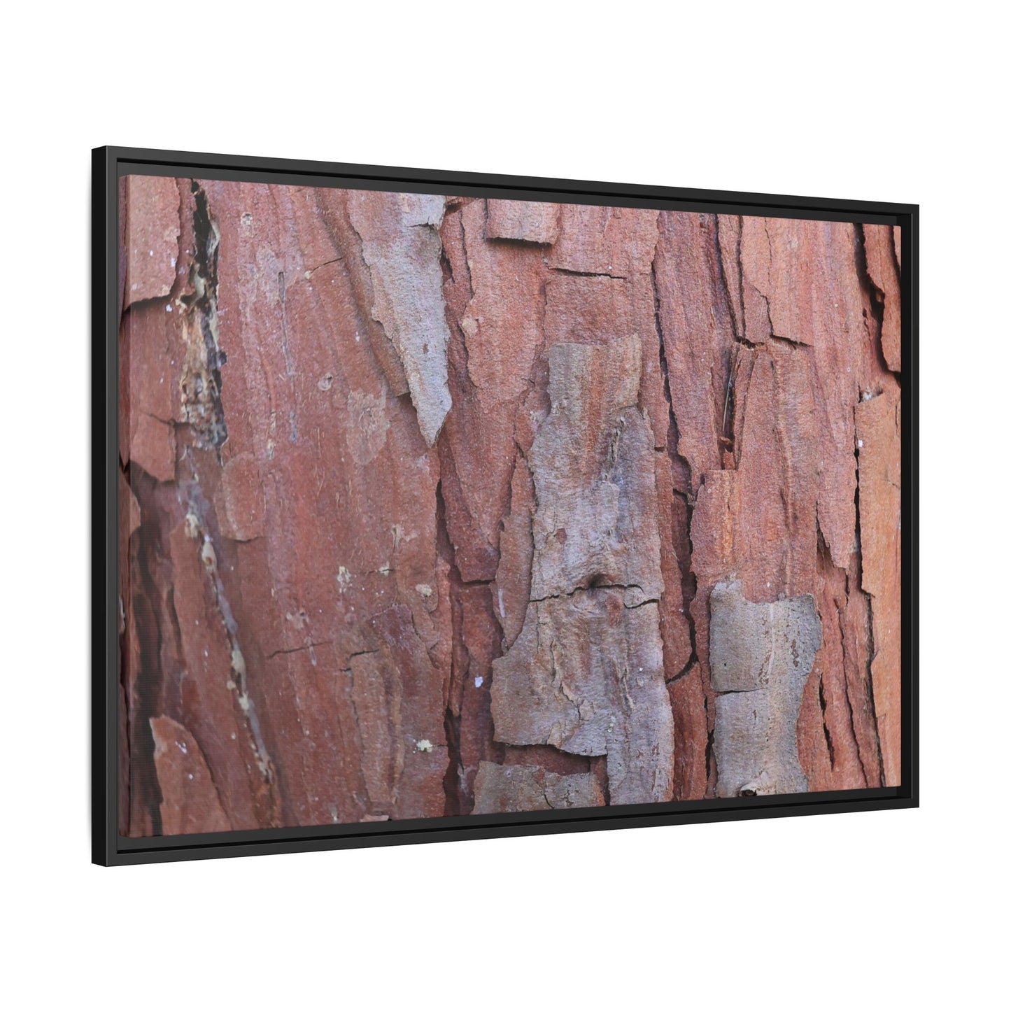 Peeling Bark - Unique Stretched Canvas Wall Art