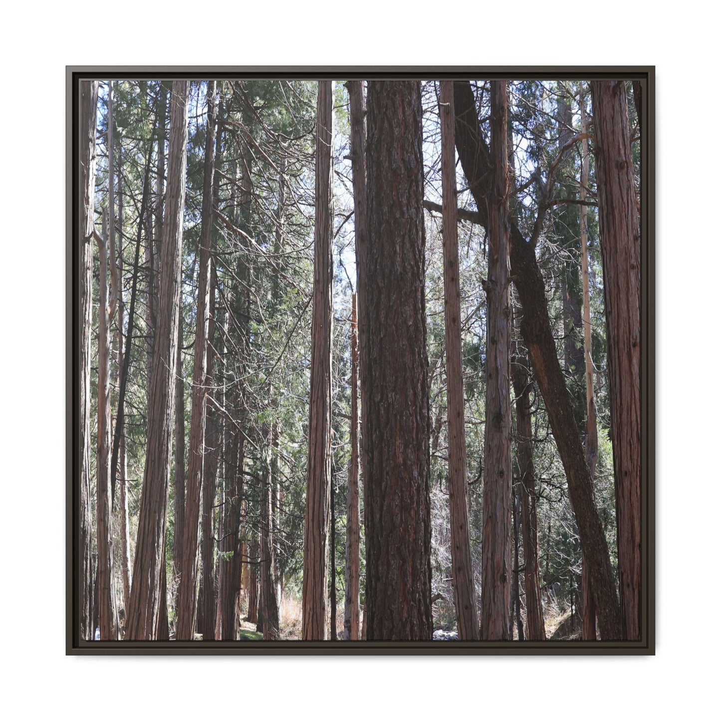 Forest Cathedral - Unique Stretched Canvas Wall Art