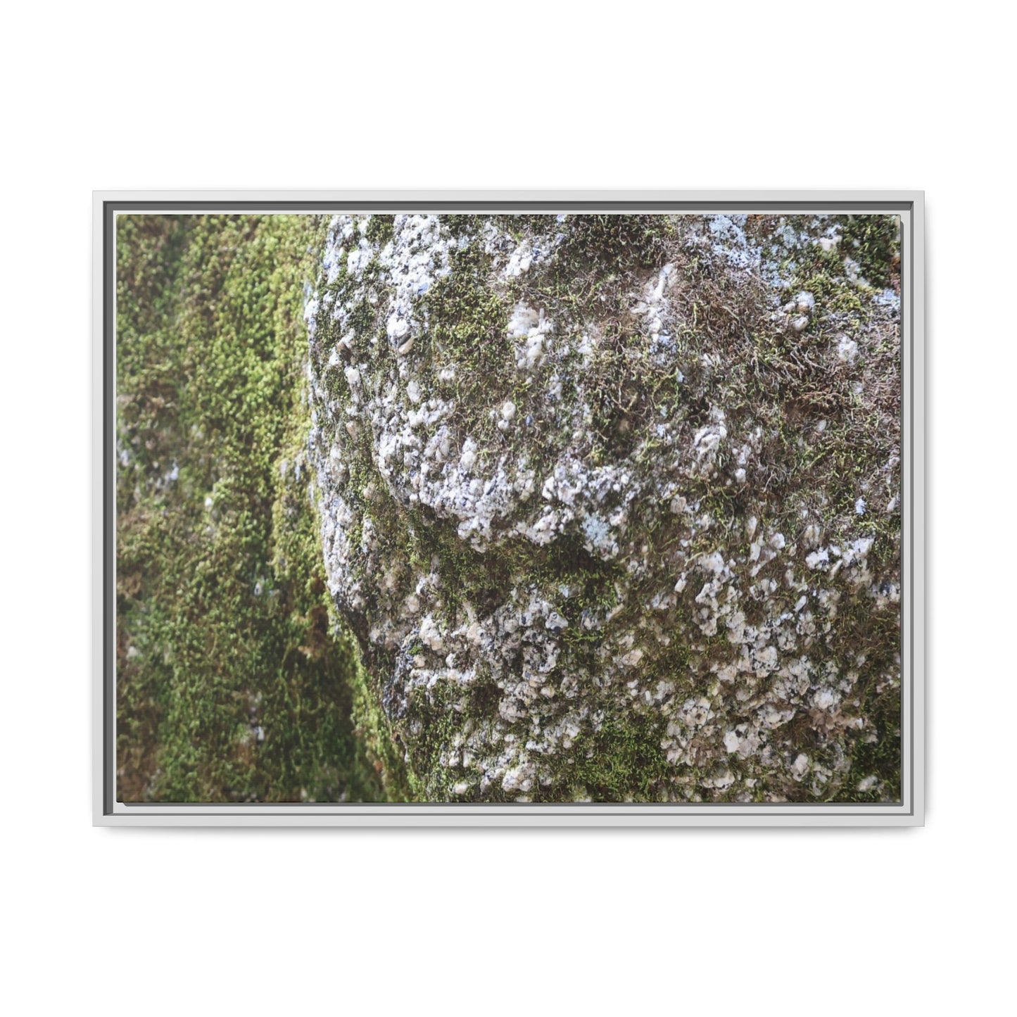 Lichen Landscape - Unique Stretched Canvas Wall Art