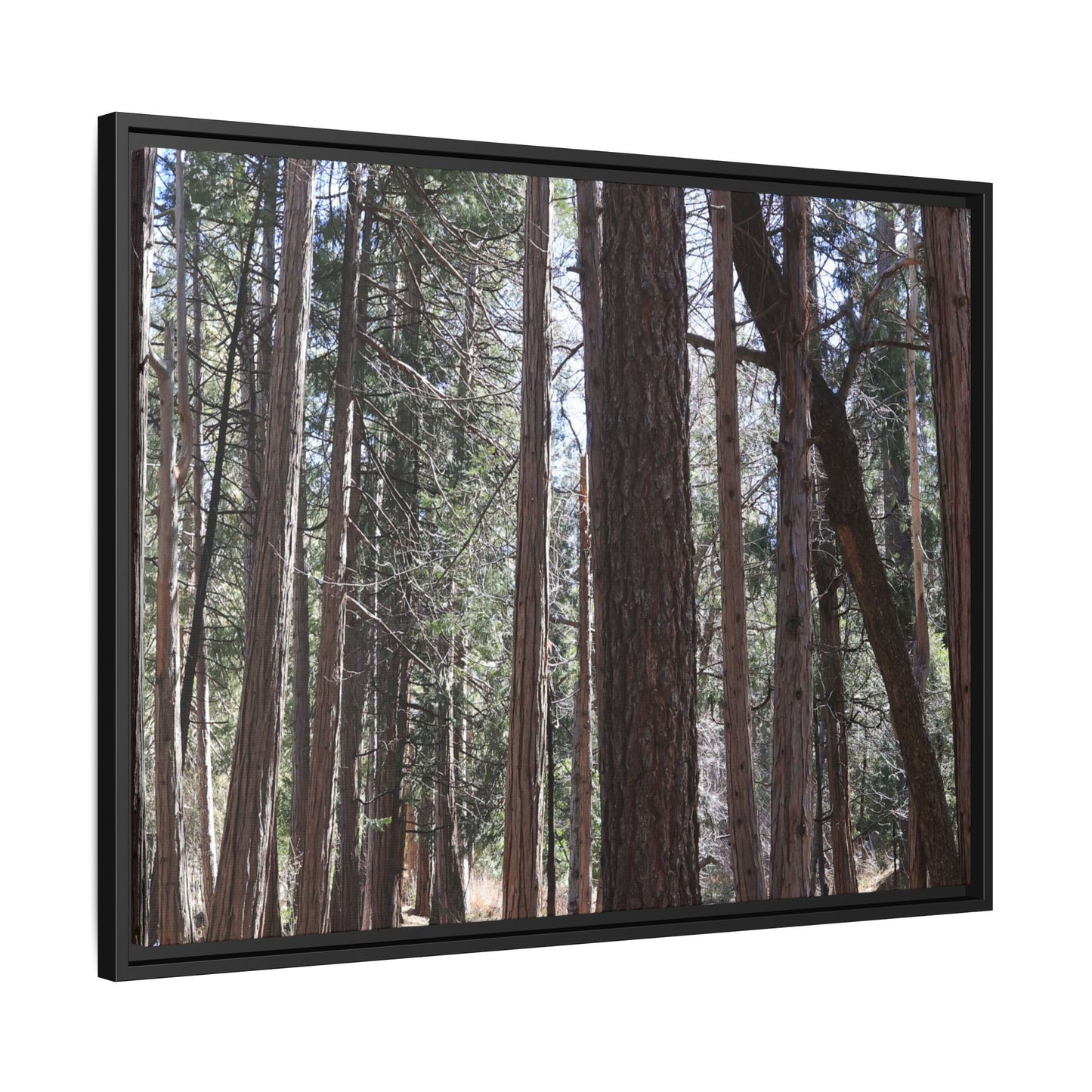 Forest Cathedral - Unique Stretched Canvas Wall Art