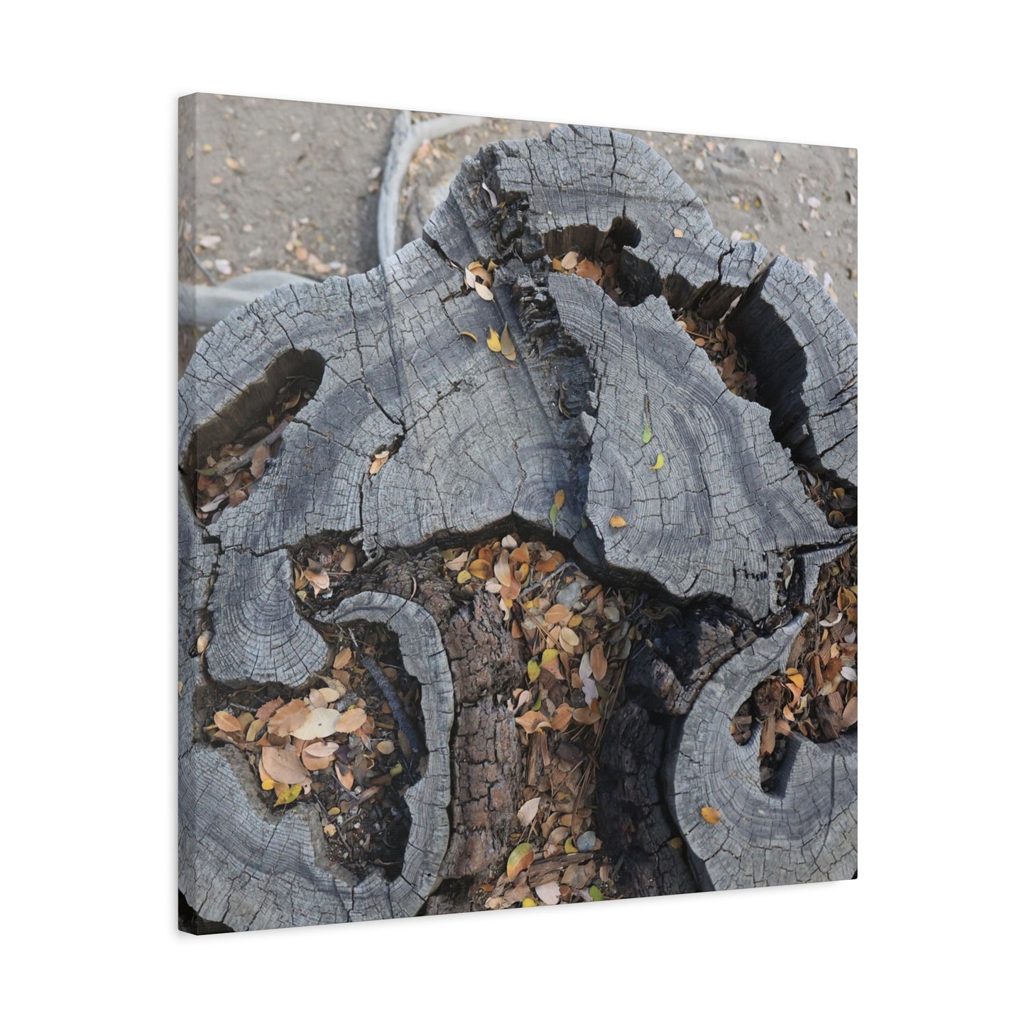 Weathered Woodland Whispers - Unique Frameless Canvas Wall Art