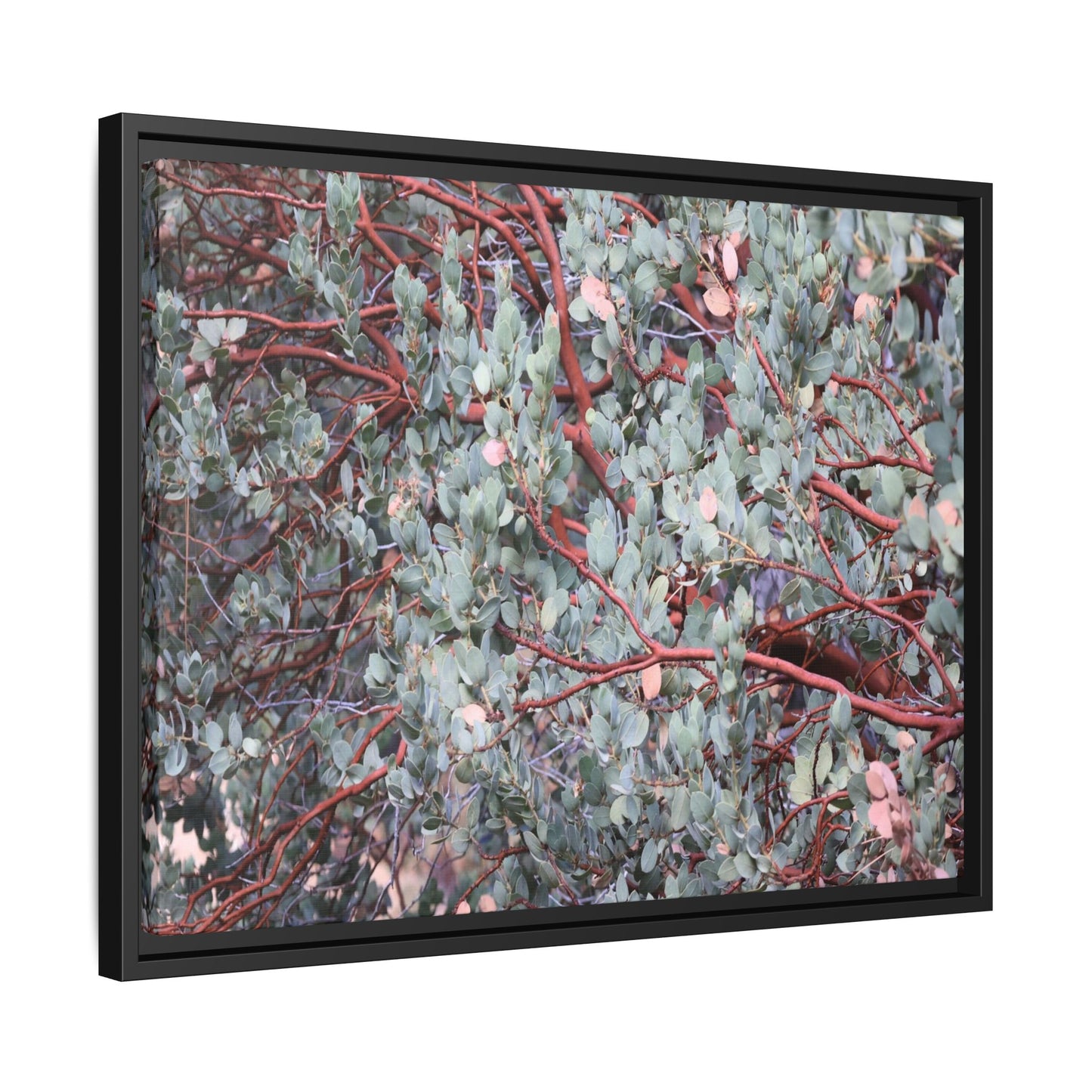 Whispers of Sage - Unique Stretched Canvas Wall Art
