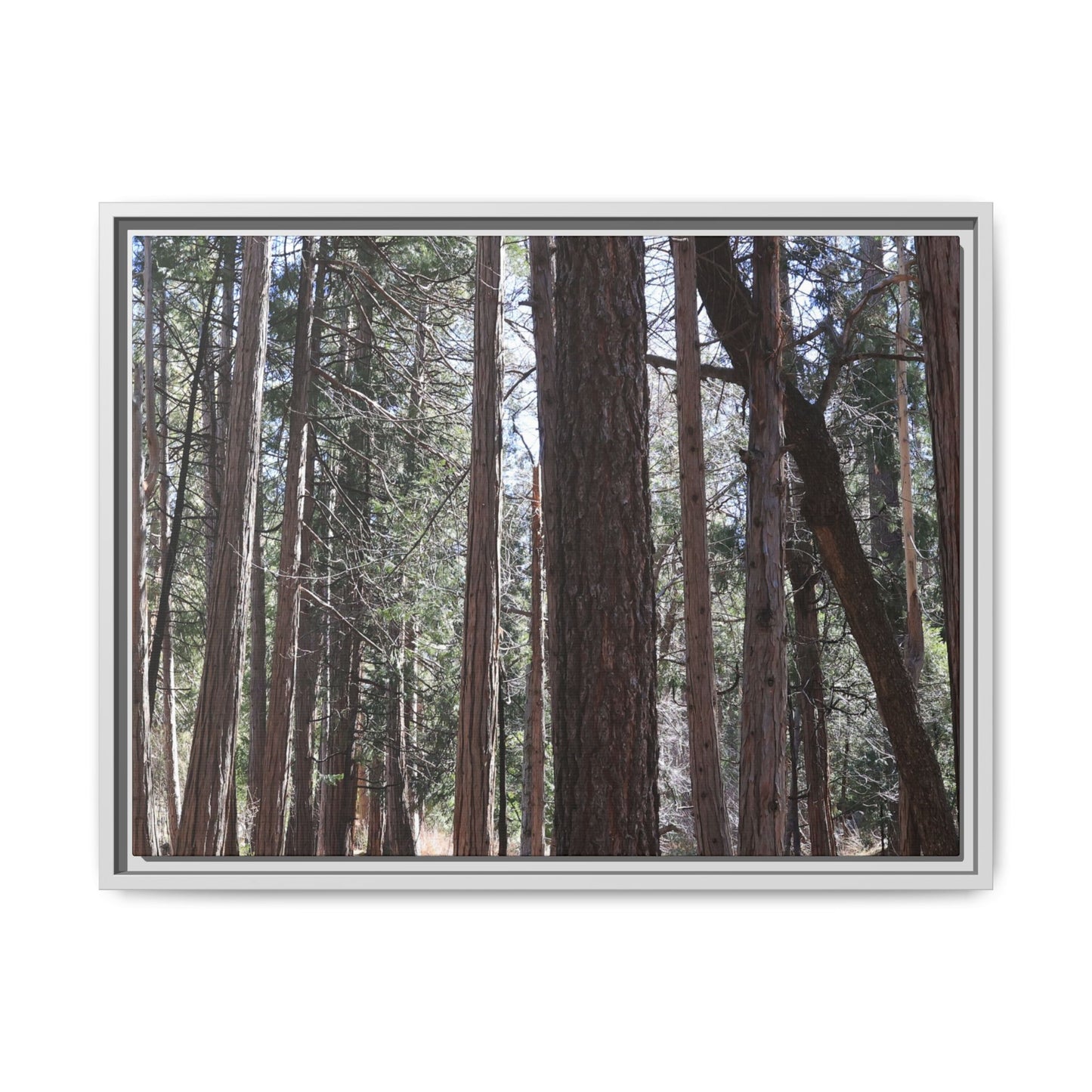 Forest Cathedral - Unique Stretched Canvas Wall Art