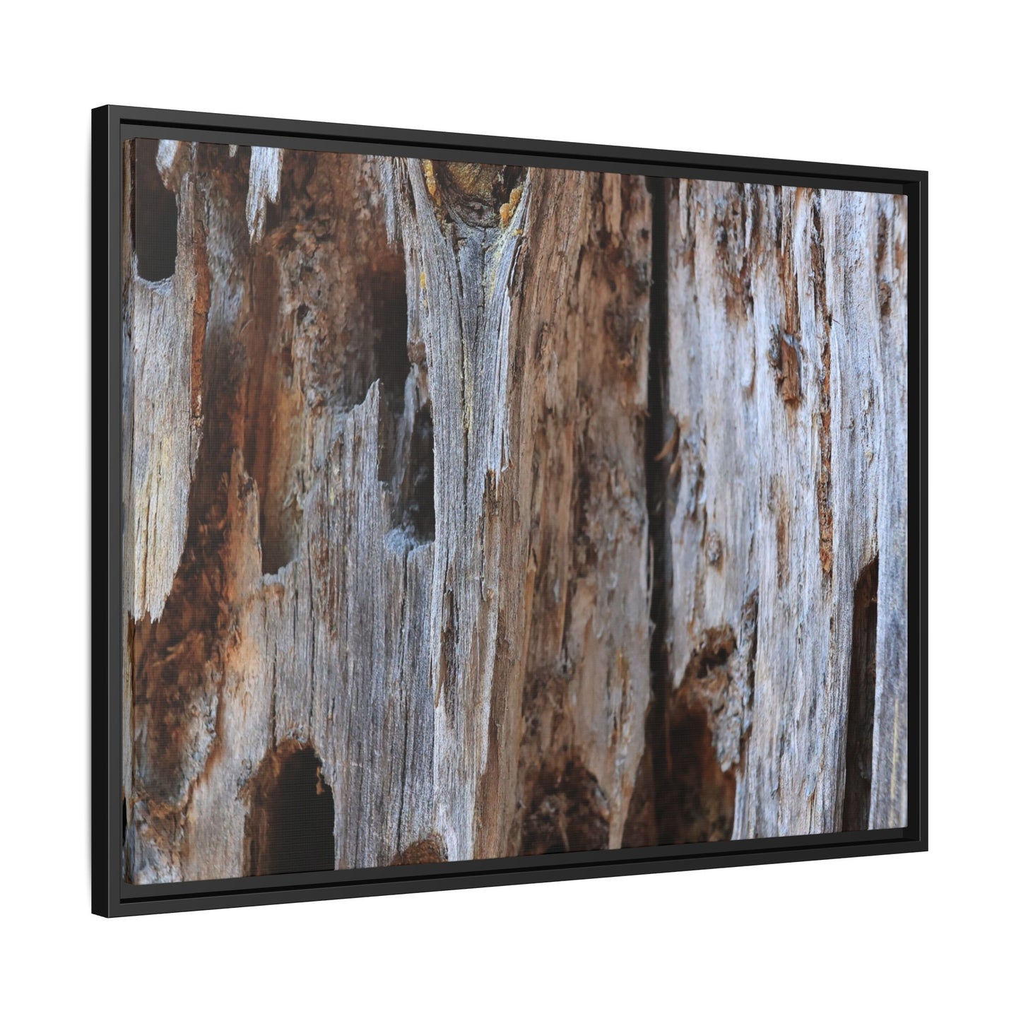 Decaying Splendor - Unique Stretched Canvas Wall Art