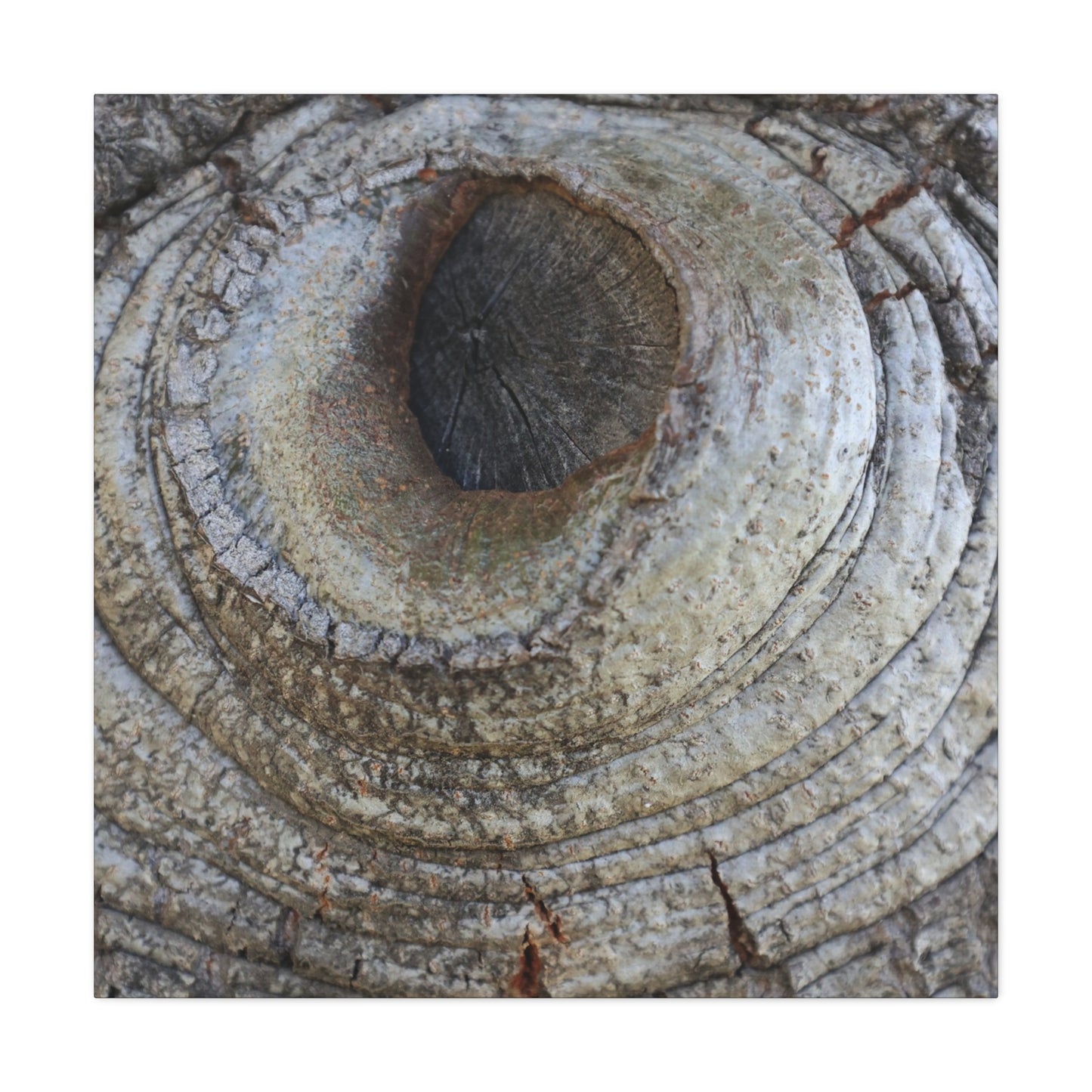Bark's Eye - Unique Frameless Canvas Wall Art