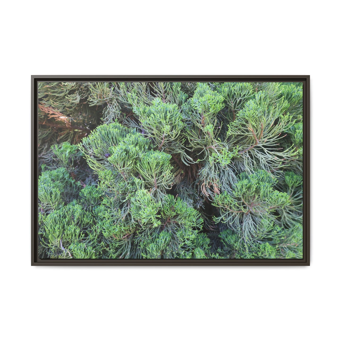 Verdant Whispers - Unique Stretched Canvas Wall Art