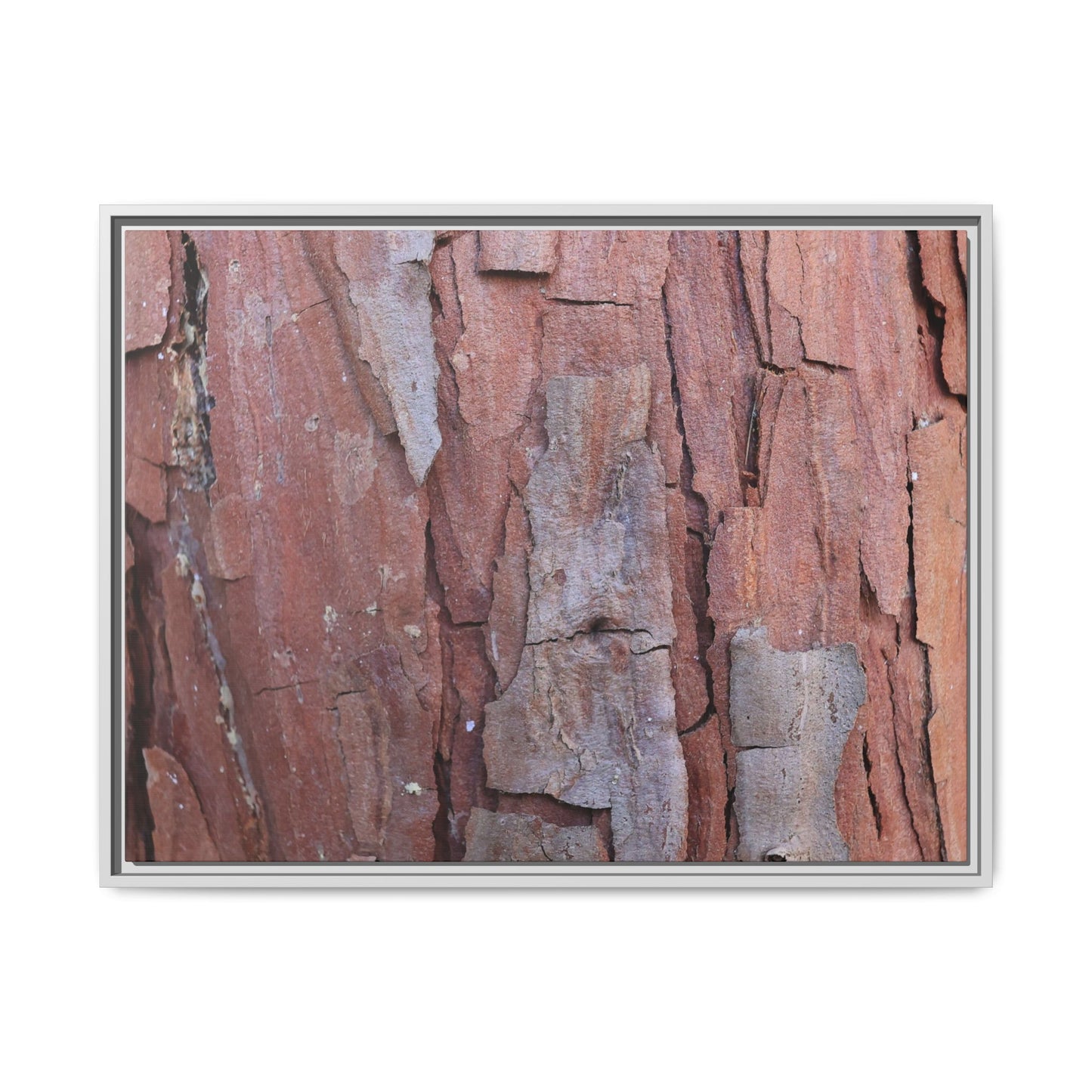 Peeling Bark - Unique Stretched Canvas Wall Art