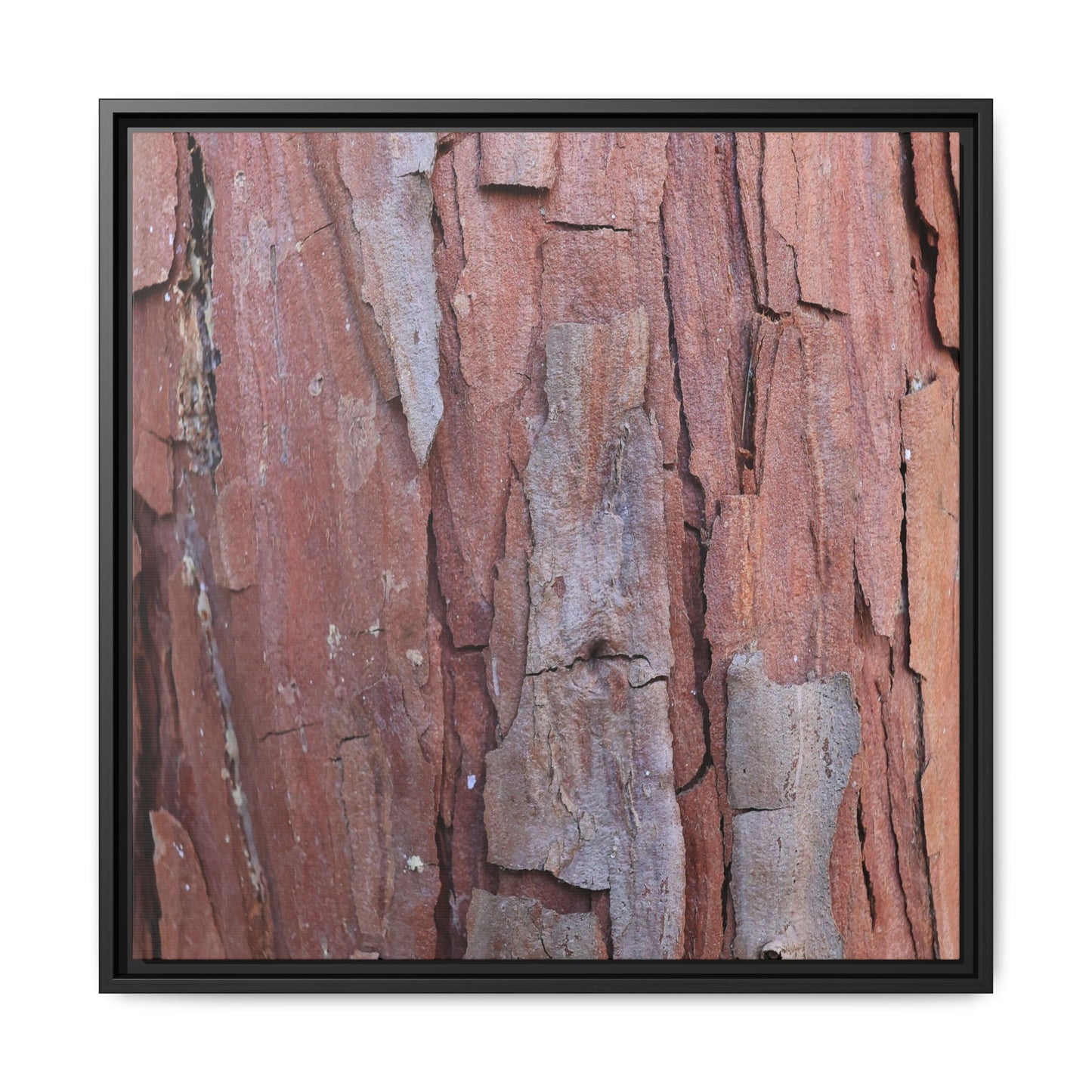 Peeling Bark - Unique Stretched Canvas Wall Art