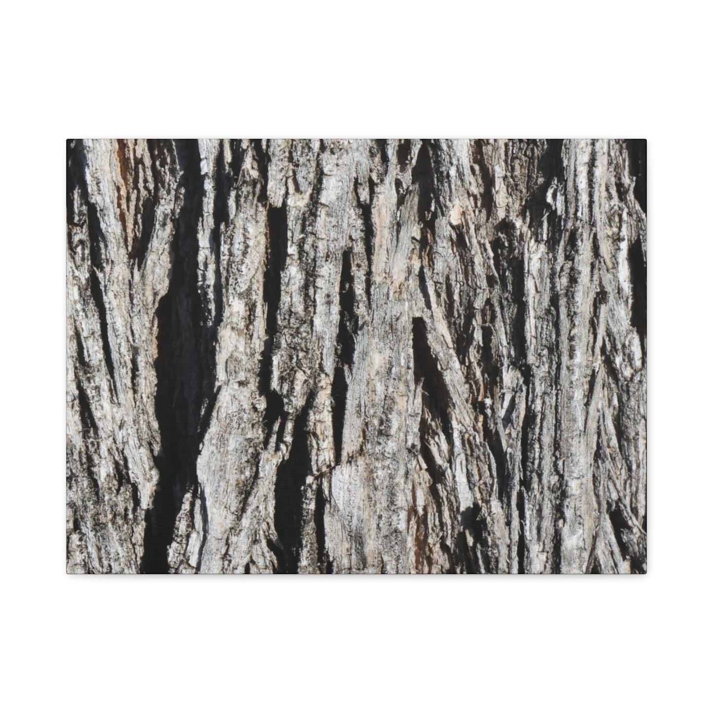 Bark Layers in Monochrome - Unique Frameless Canvas Wall Art