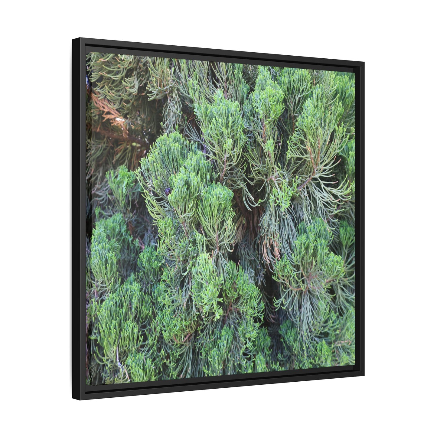 Verdant Whispers - Unique Stretched Canvas Wall Art