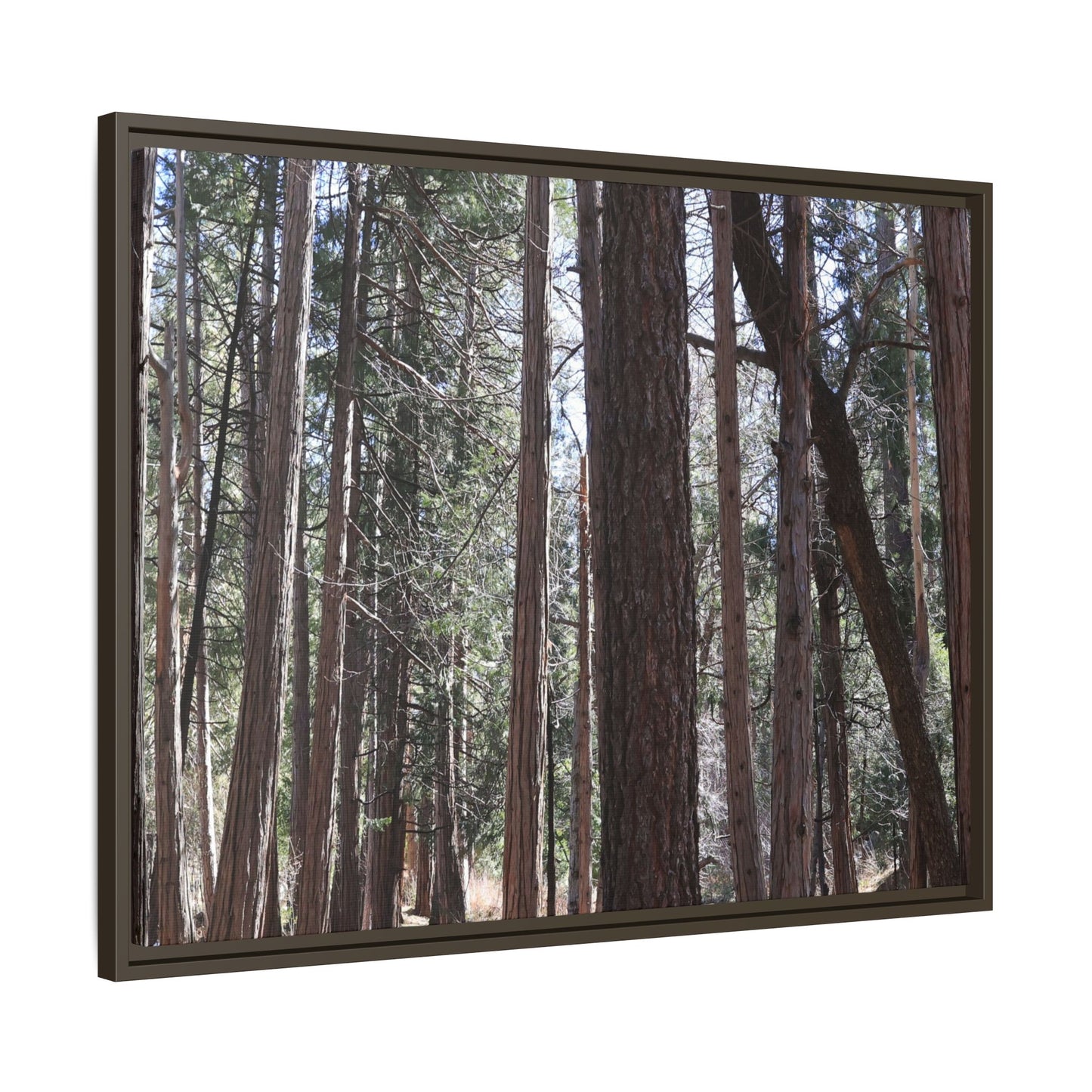 Forest Cathedral - Unique Stretched Canvas Wall Art