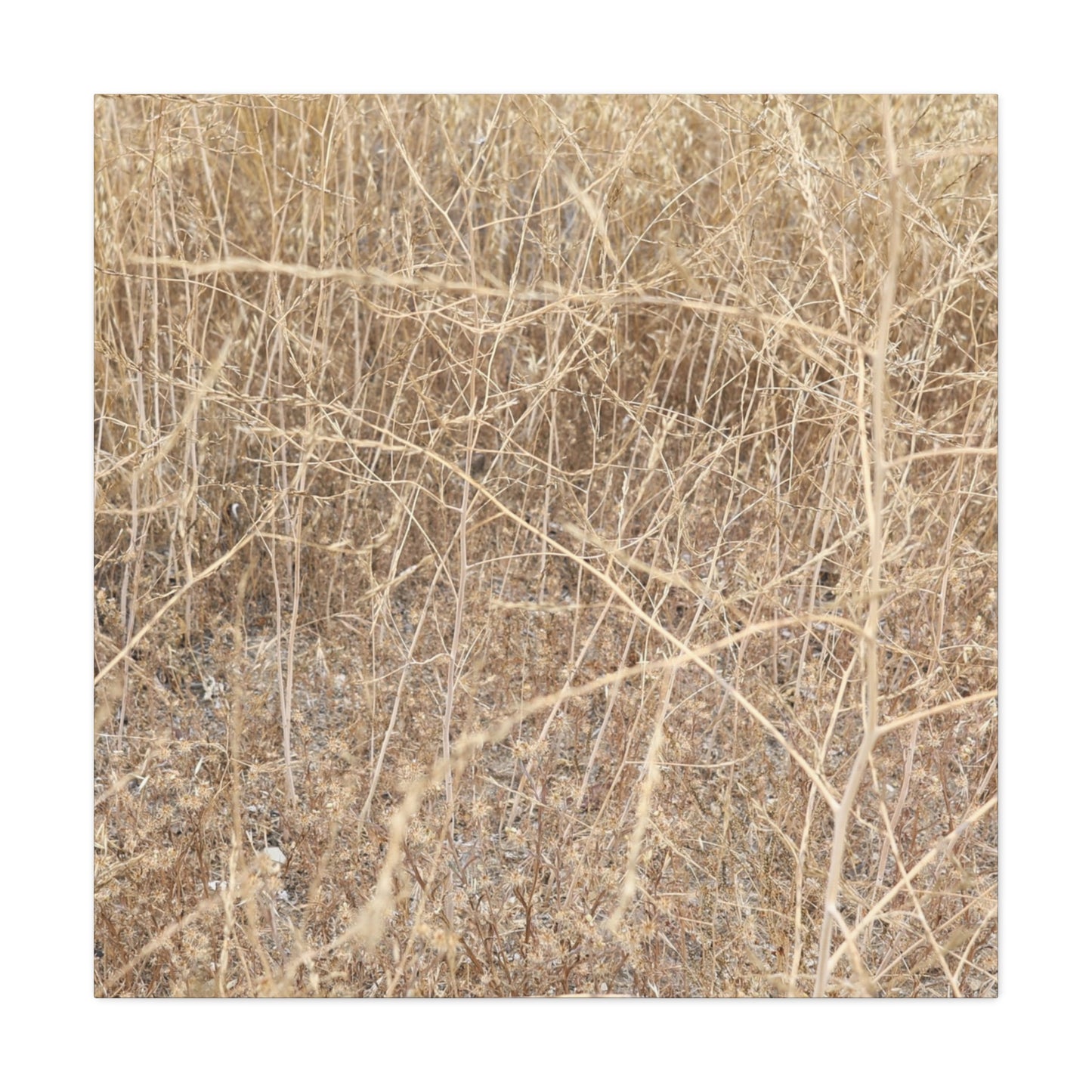 Dry Echoes - Unique Frameless Canvas Wall Art