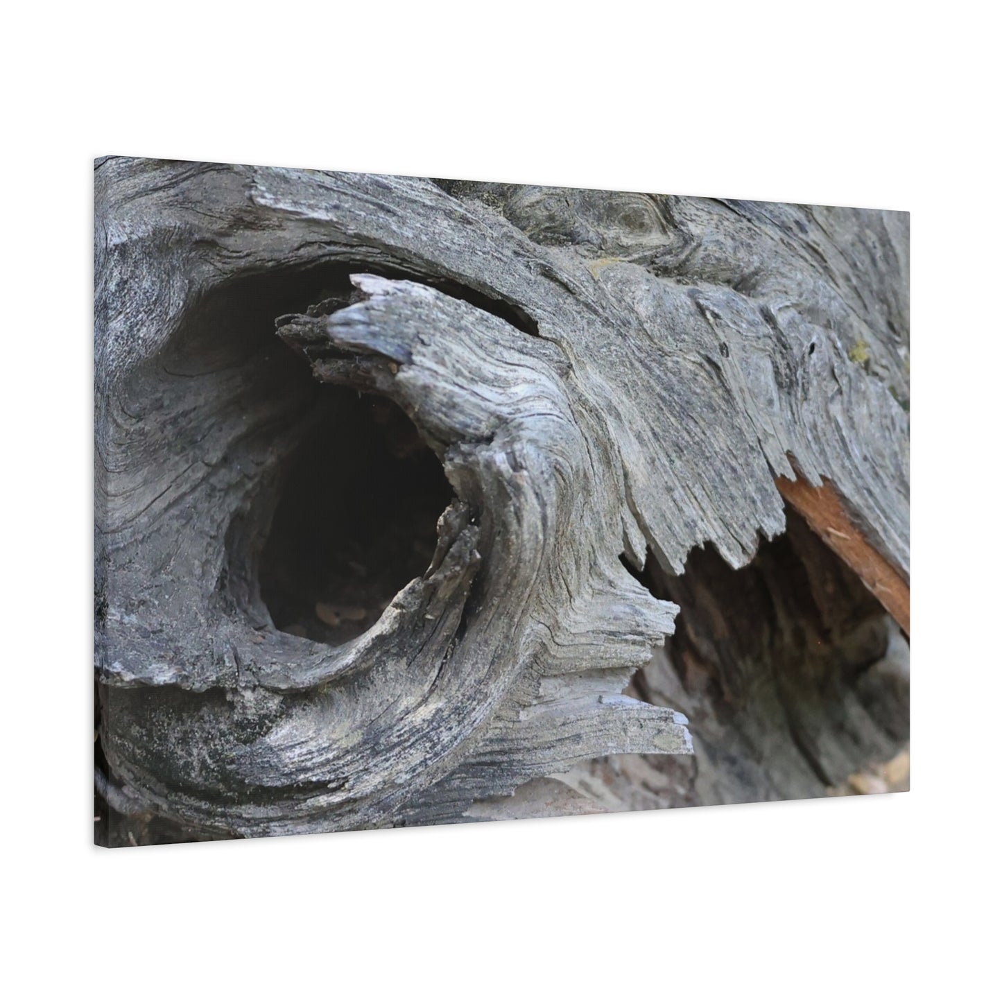 Twisted Whispers of the Forest Floor - Unique Frameless Canvas Wall Art