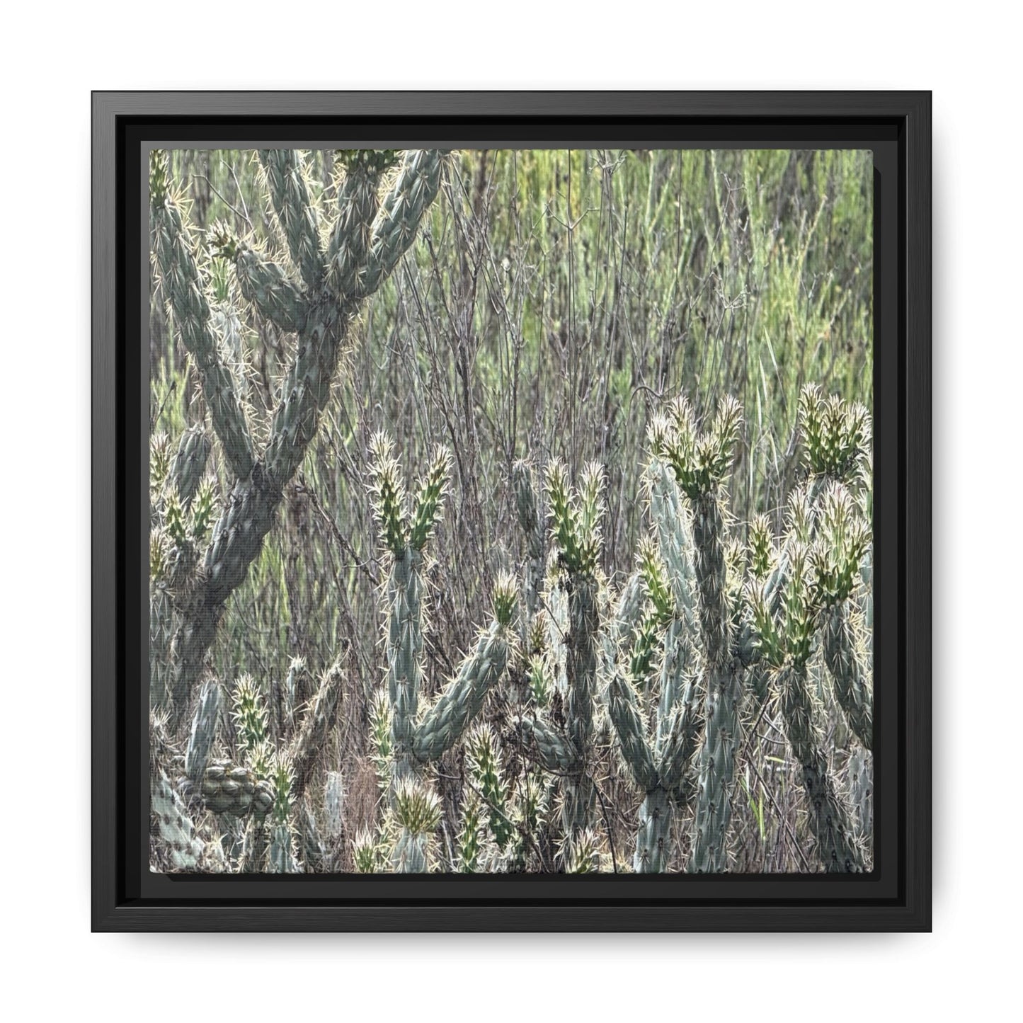 Prickly Paradise - Unique Stretched Canvas Wall Art