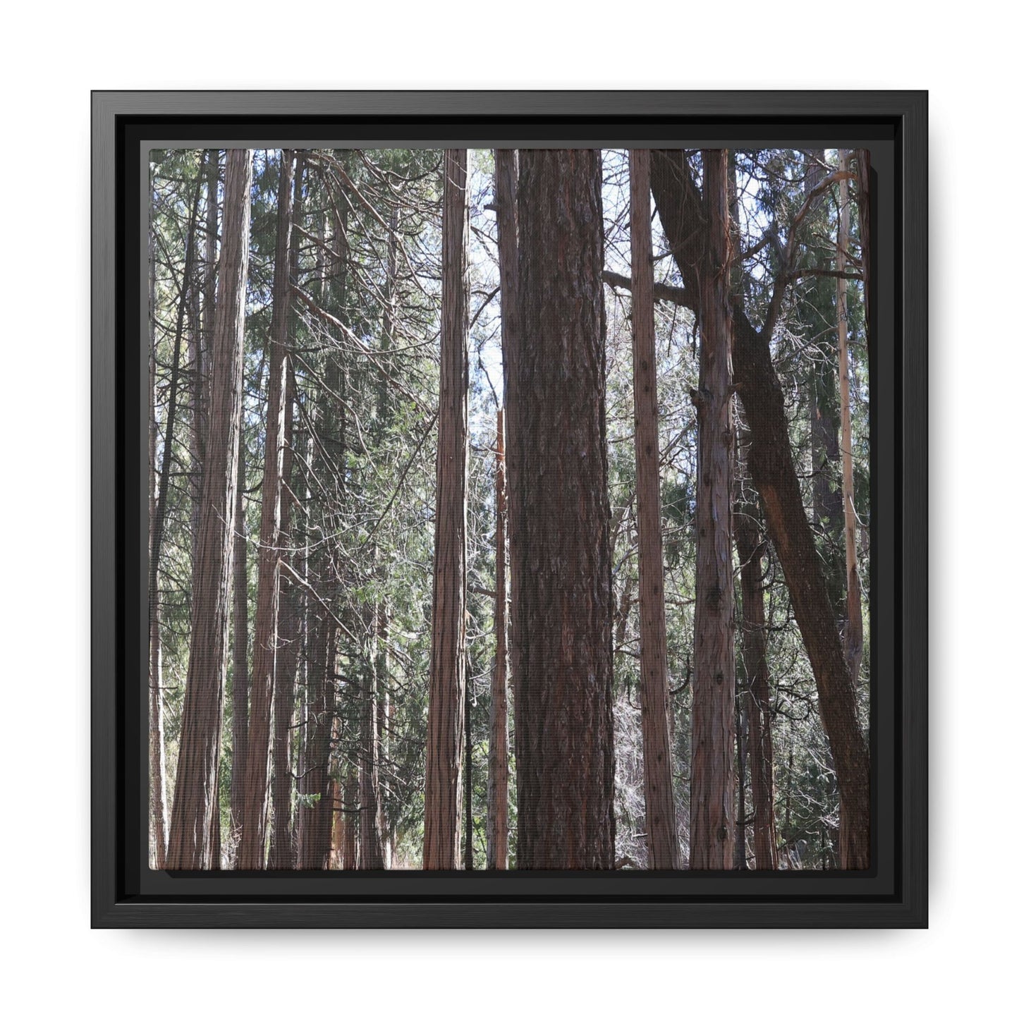 Forest Cathedral - Unique Stretched Canvas Wall Art