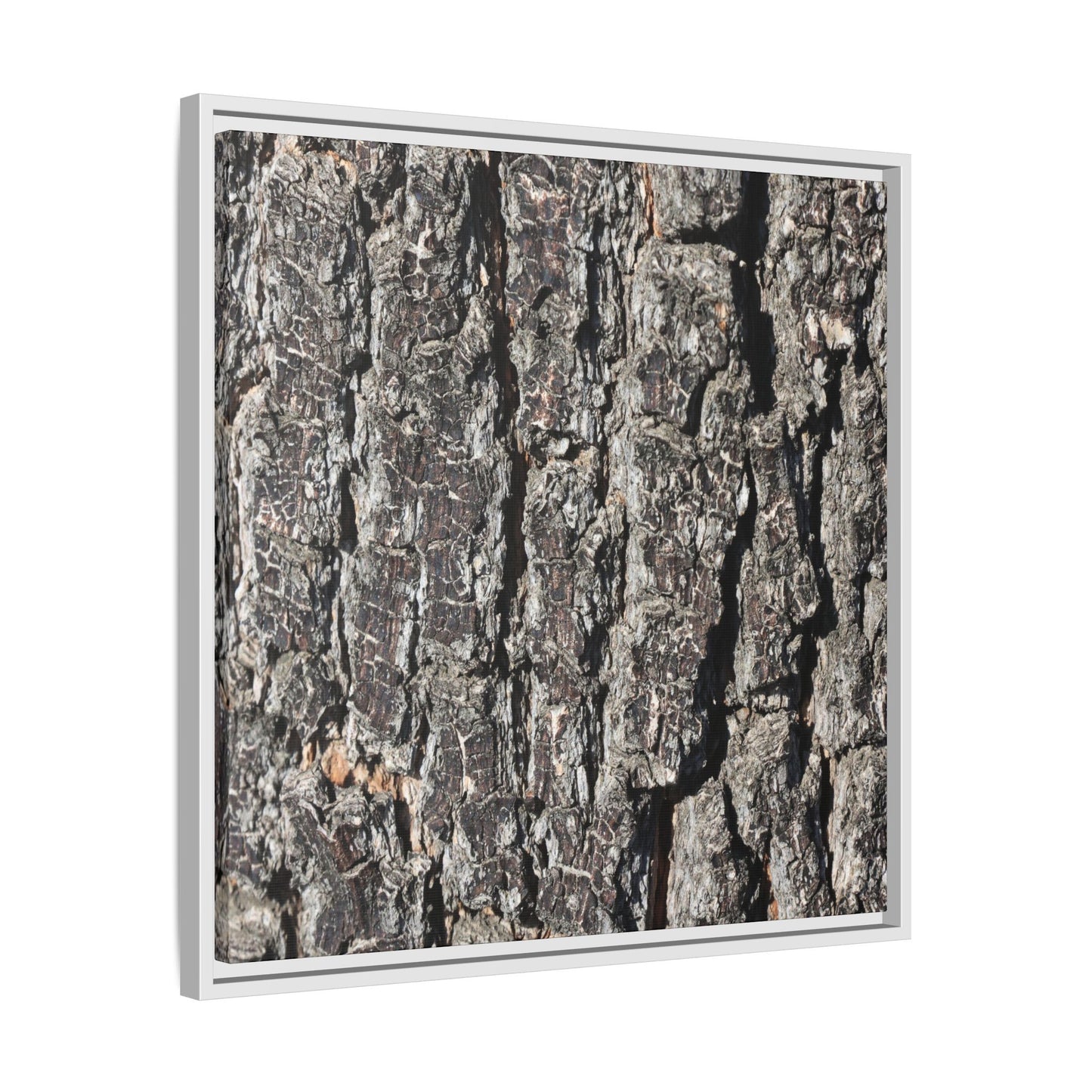 Bark Study in Gray - Unique Stretched Canvas Wall Art