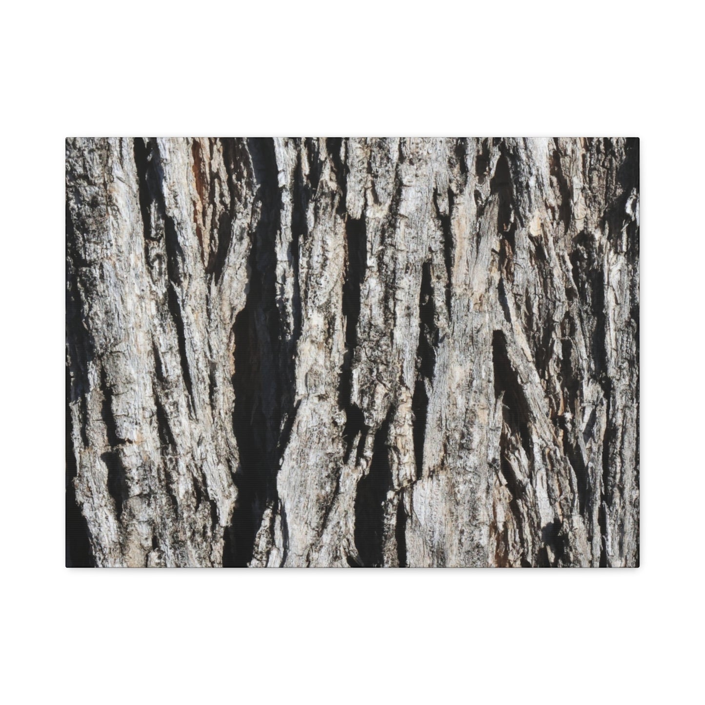 Bark Textures in Monochrome - Unique Frameless Canvas Wall Art