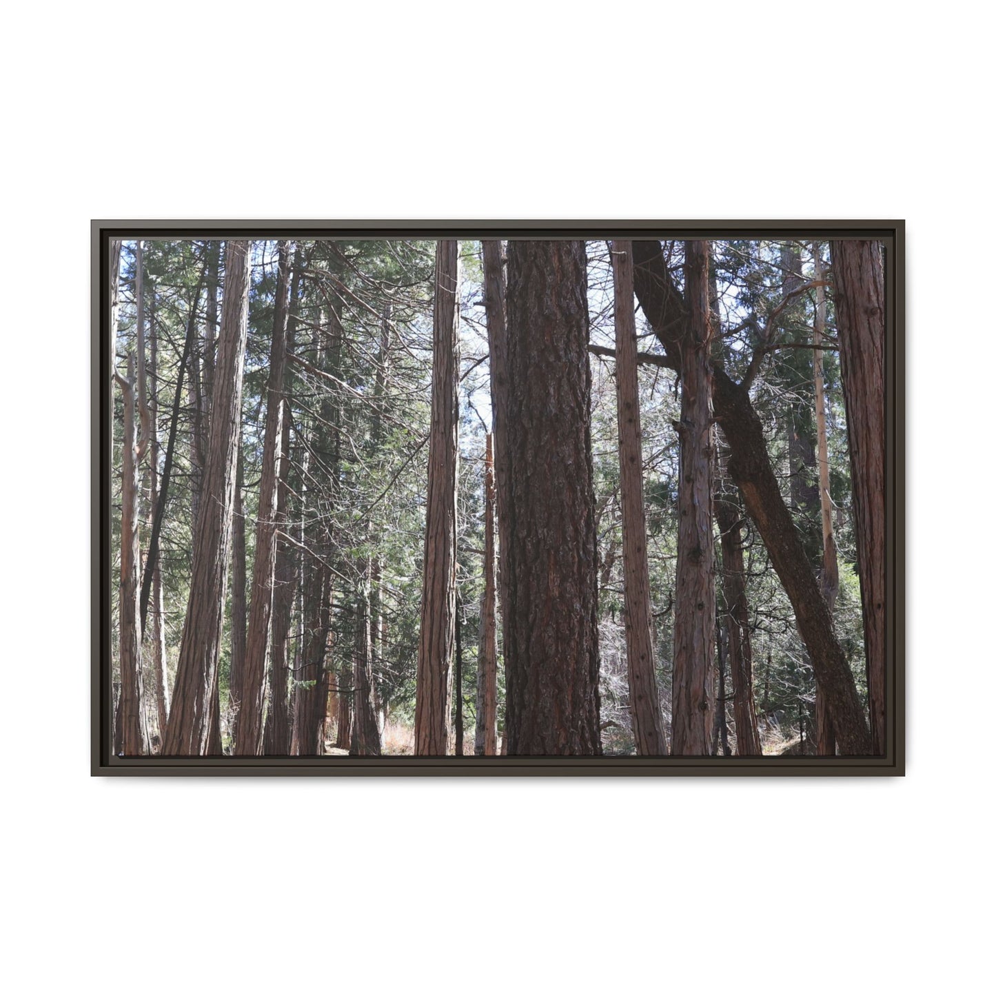 Forest Cathedral - Unique Stretched Canvas Wall Art